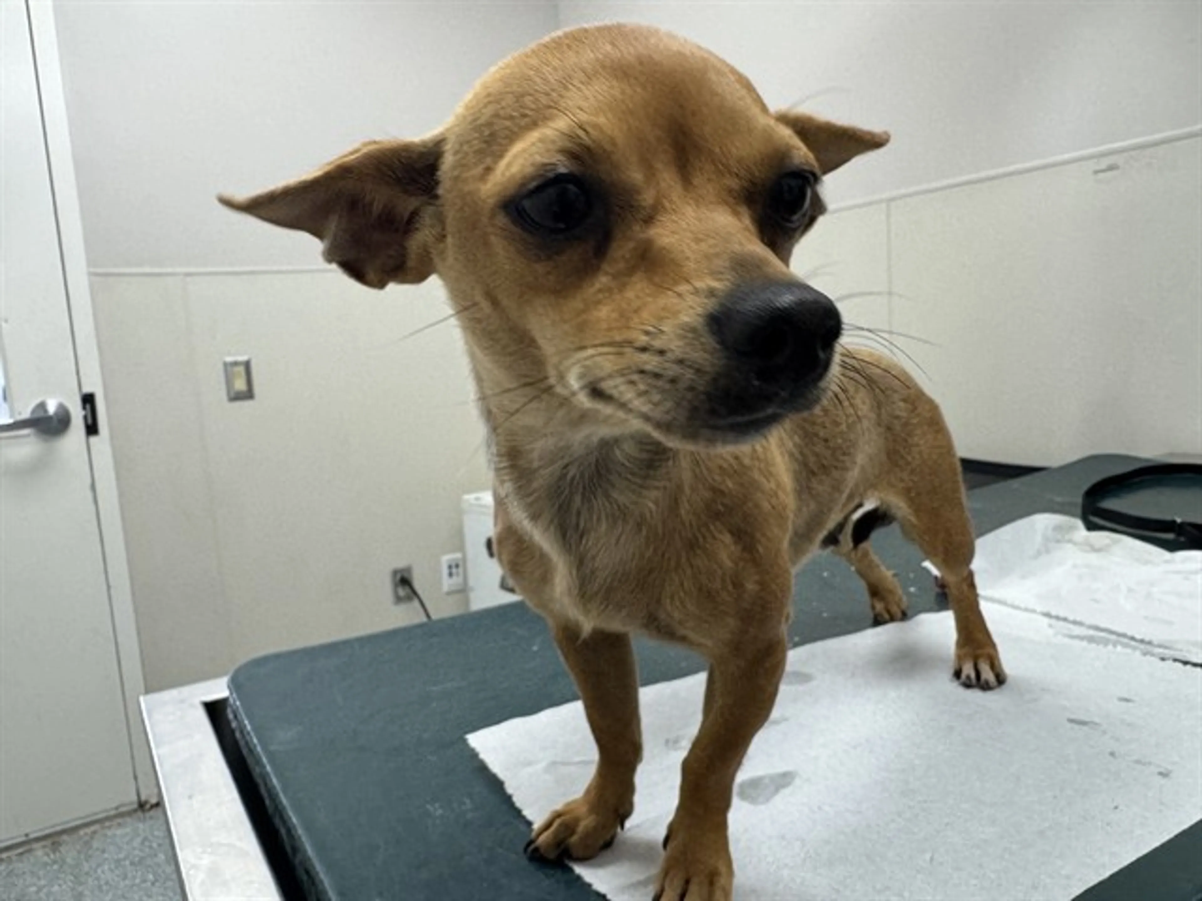 Found pet