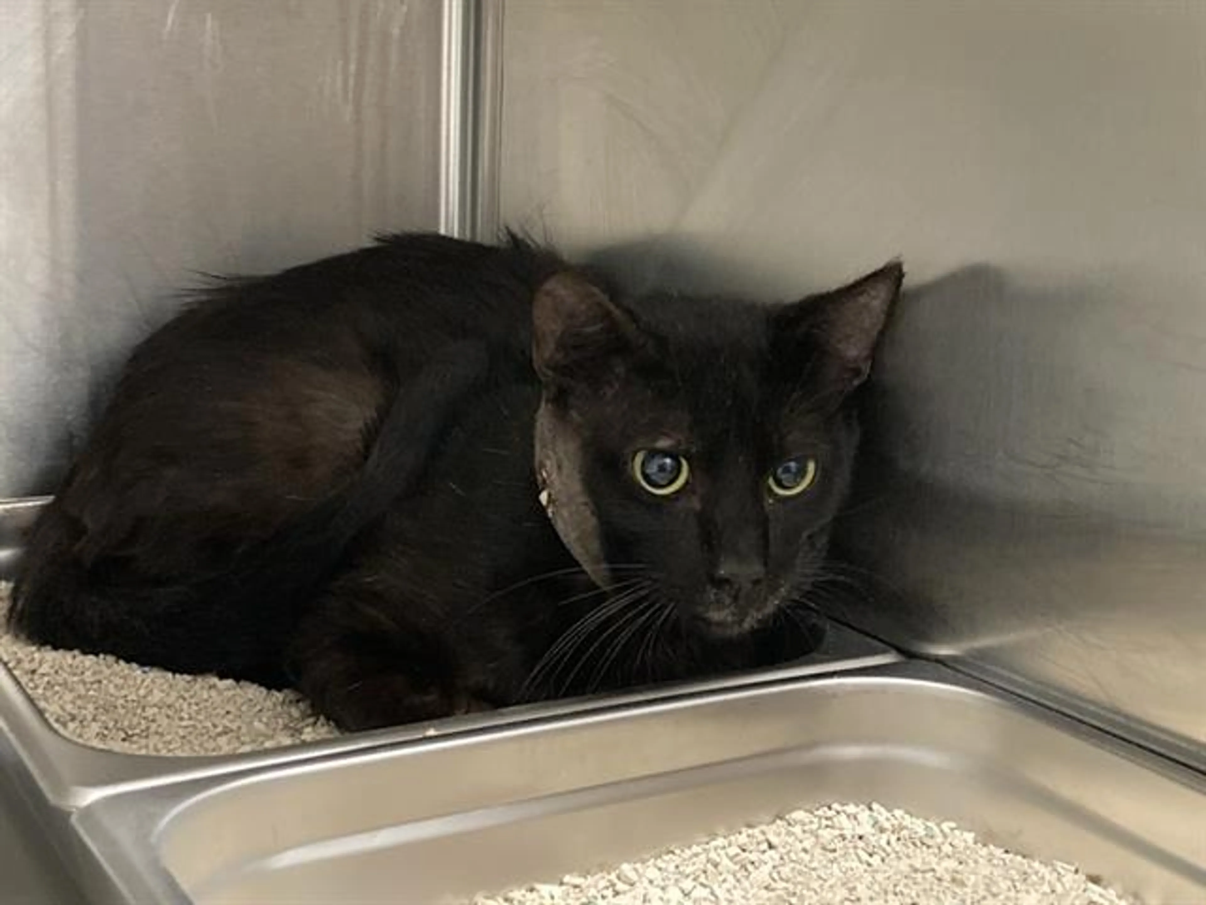 Found pet