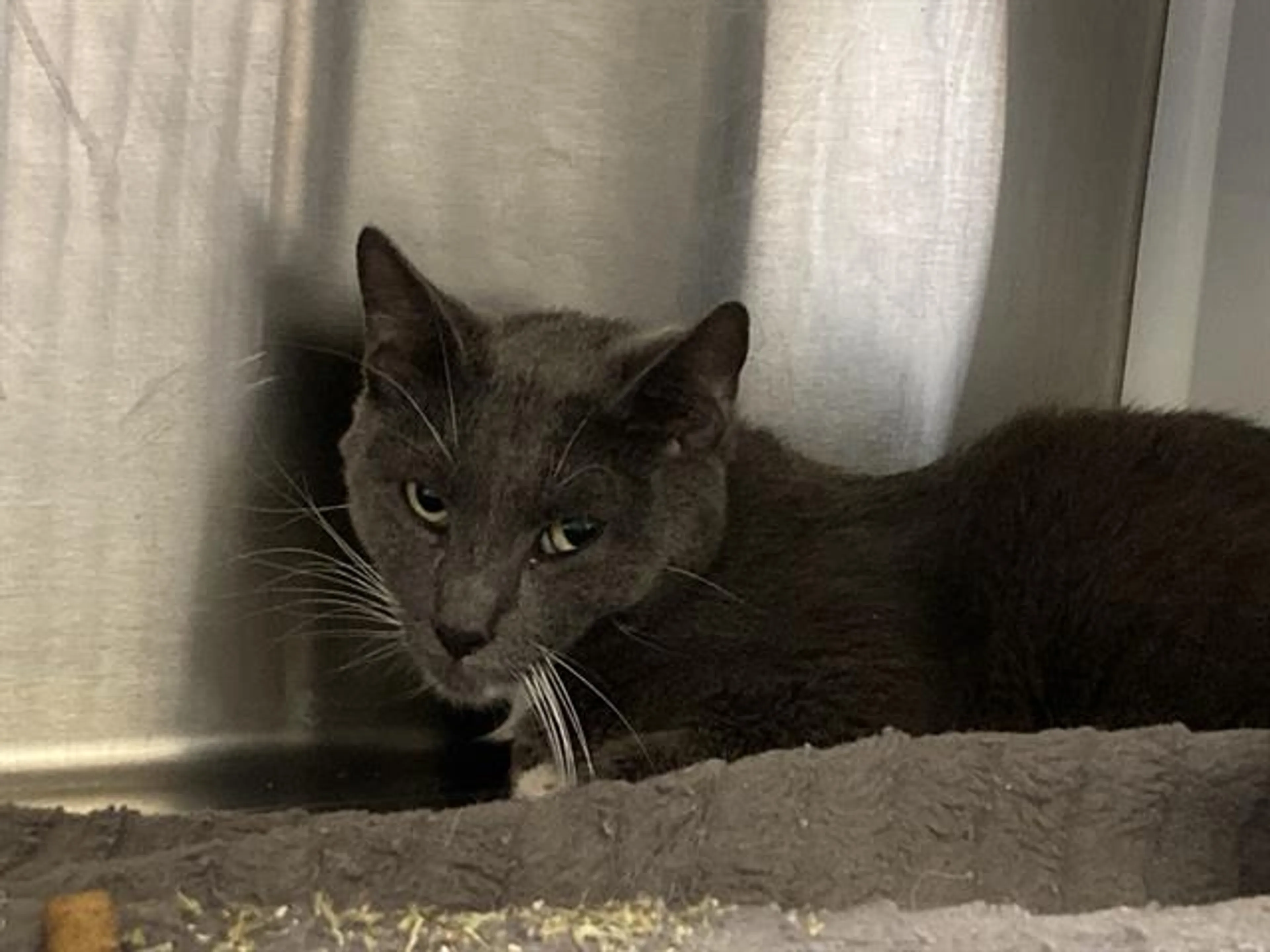 Found pet