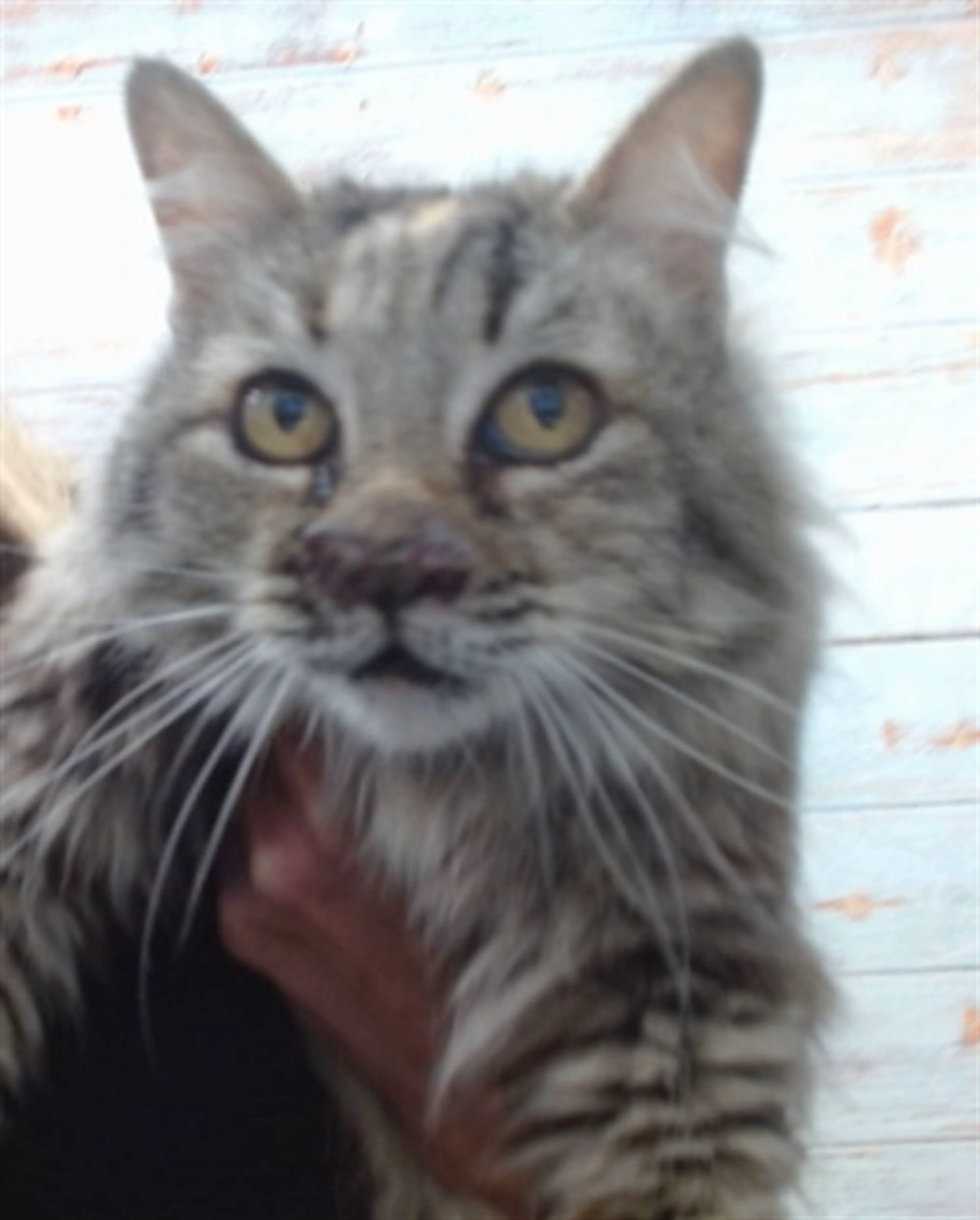 Found pet