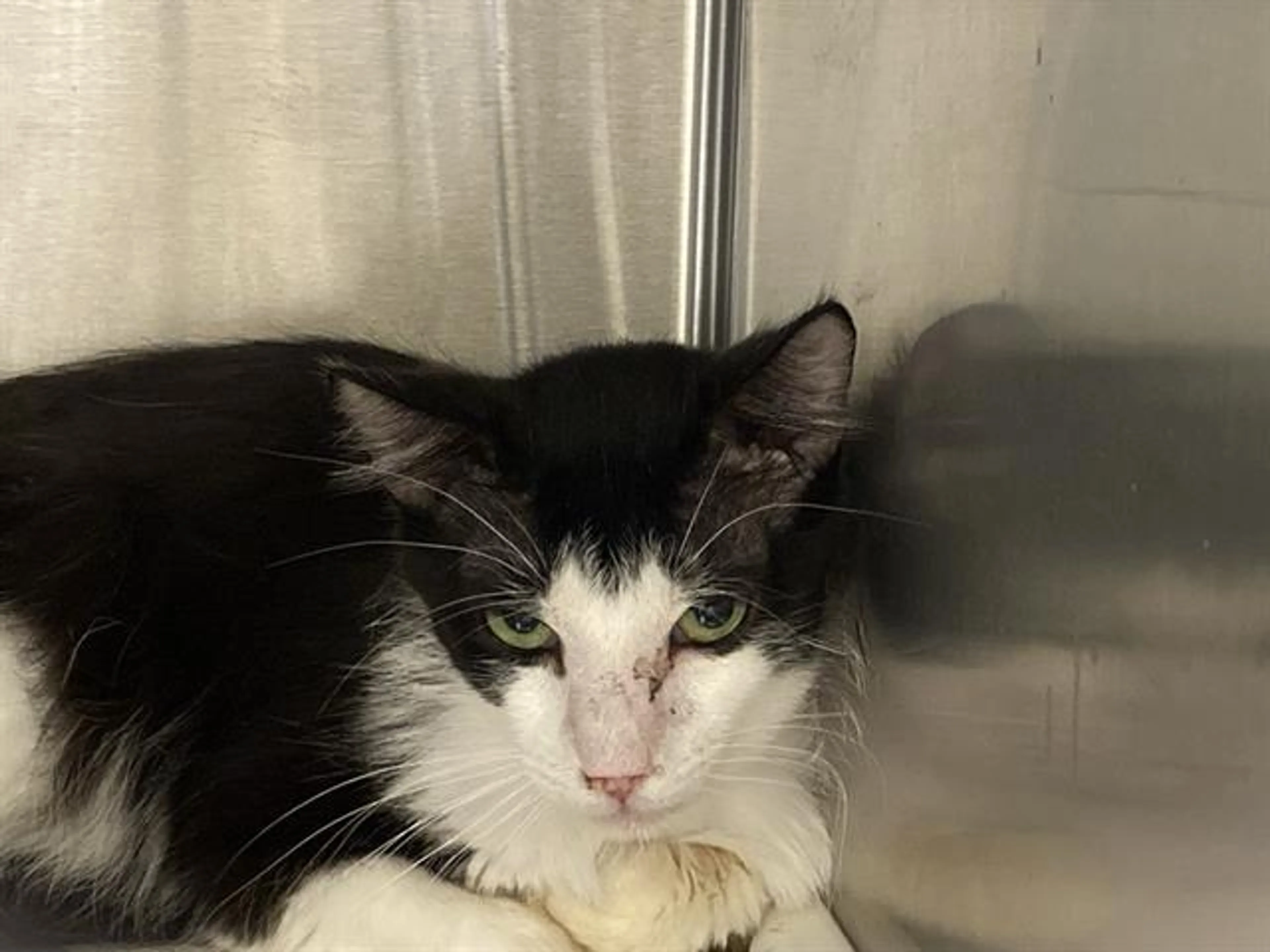 Found pet