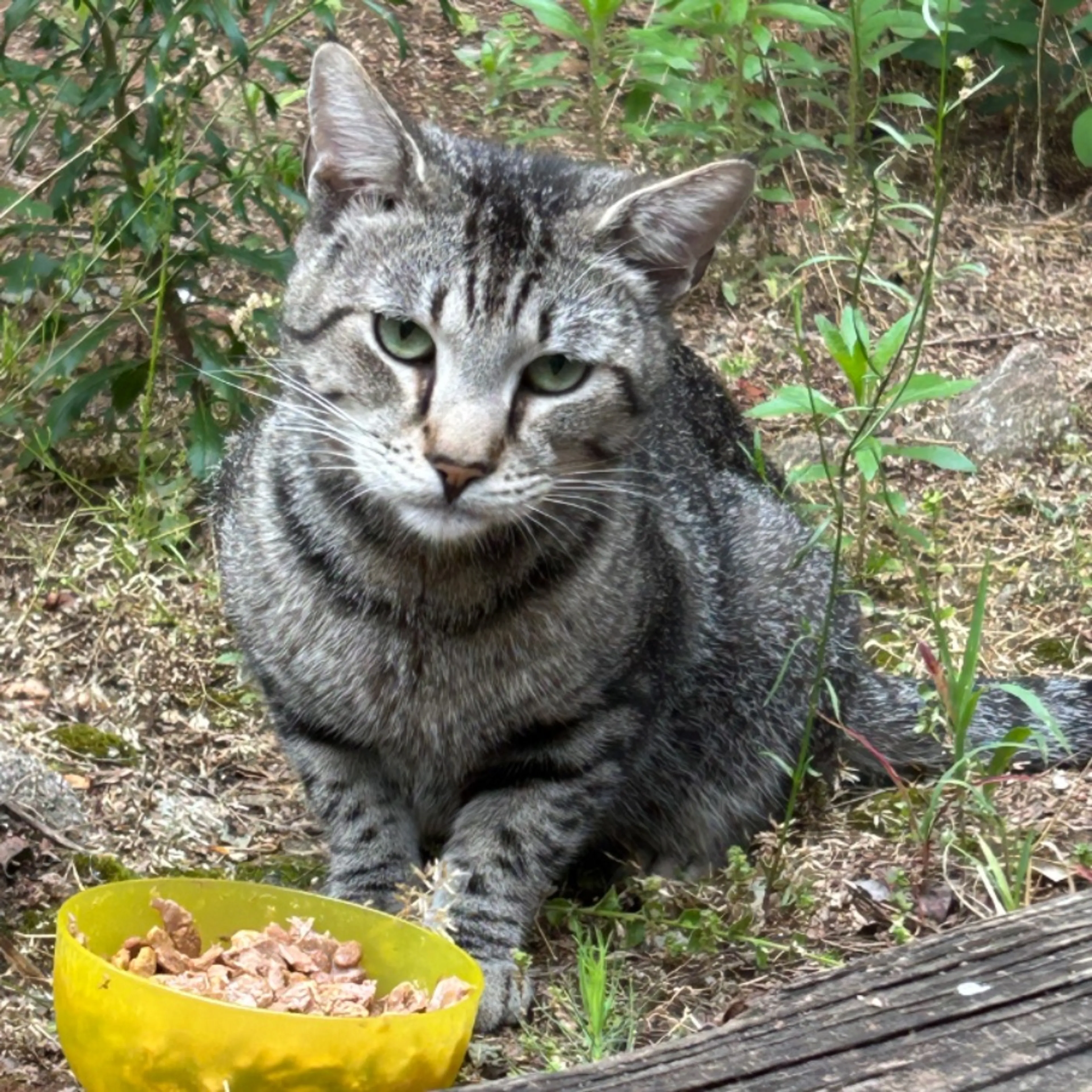 Found pet-0