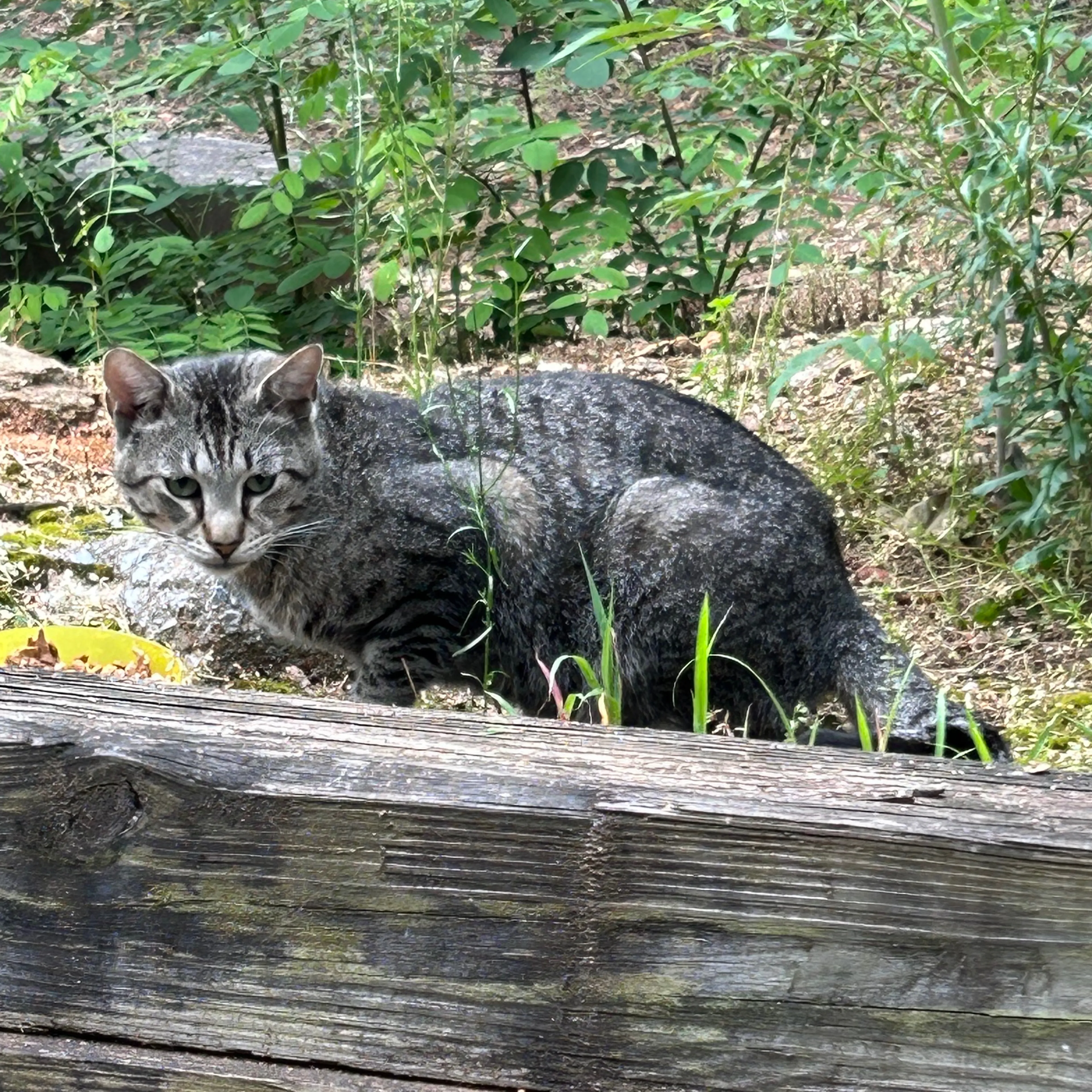 Found pet-3