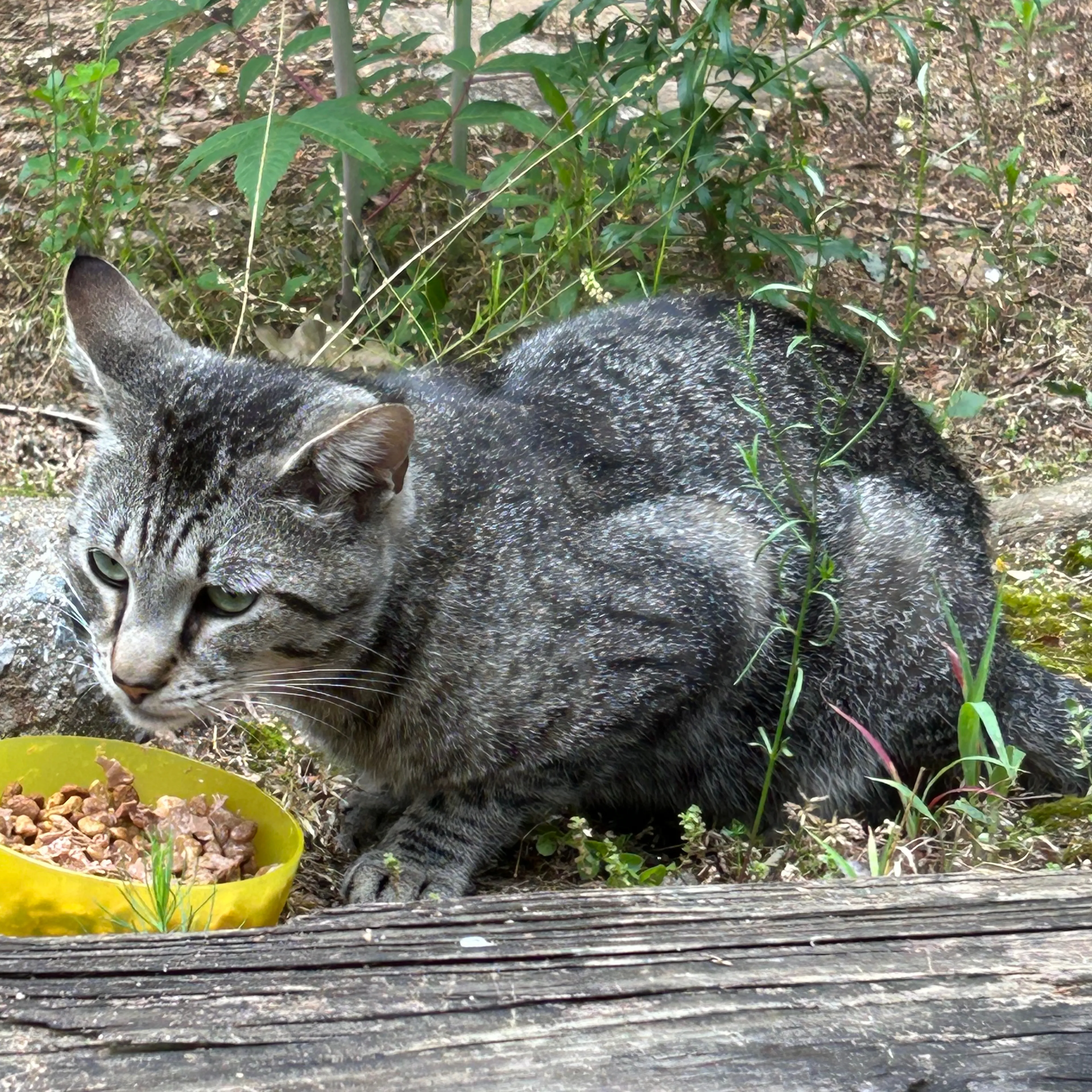 Found pet-2