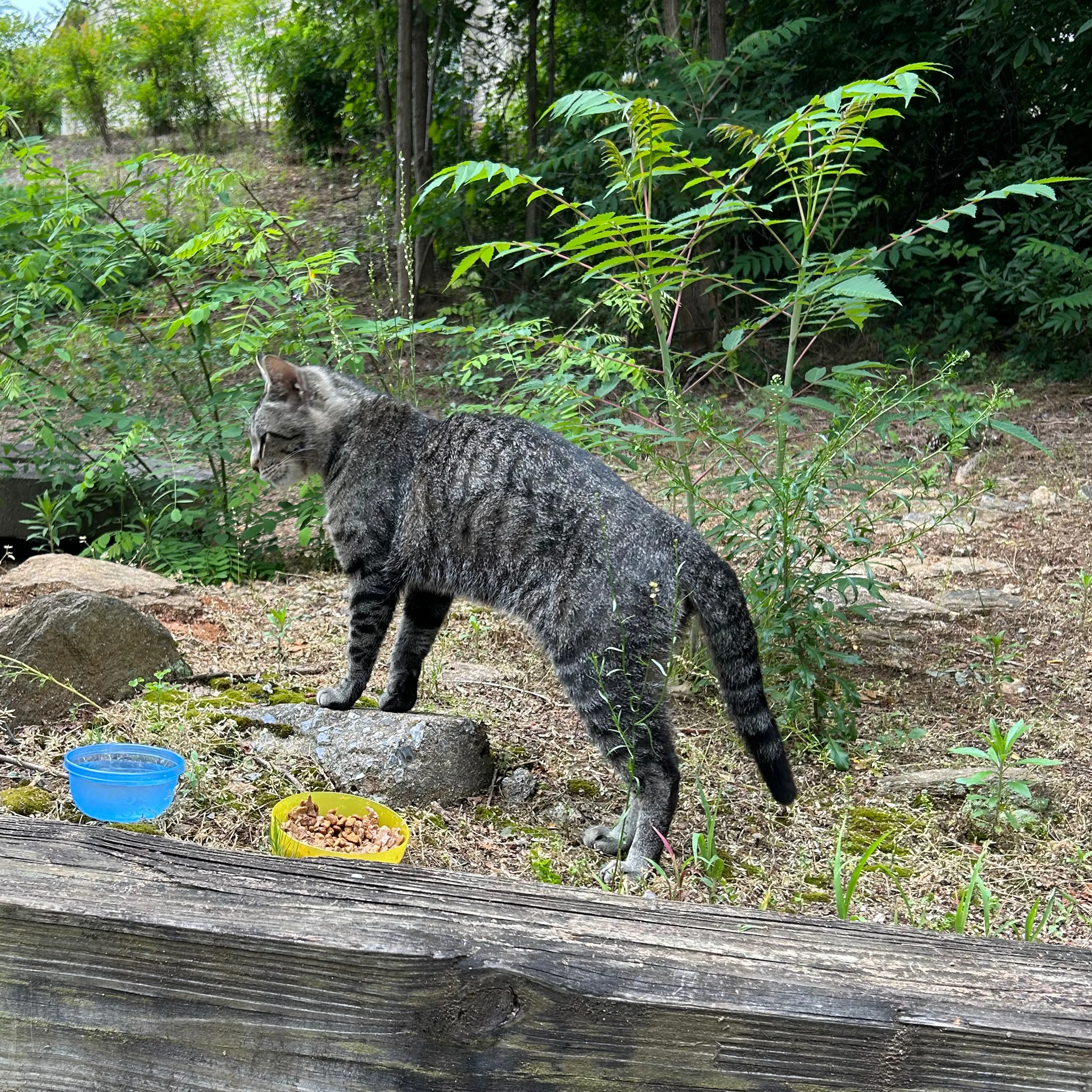 Found pet-1