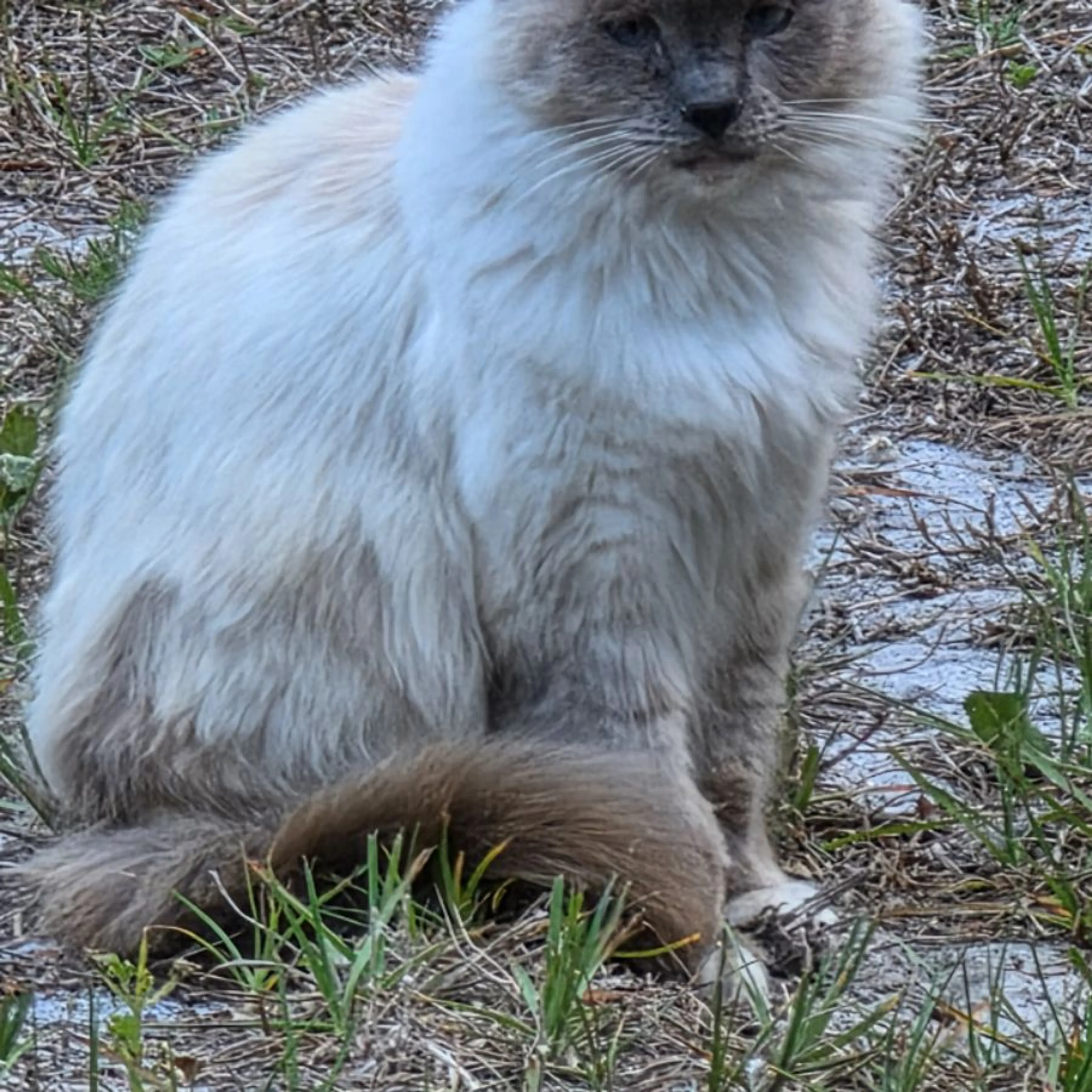 Found pet-0