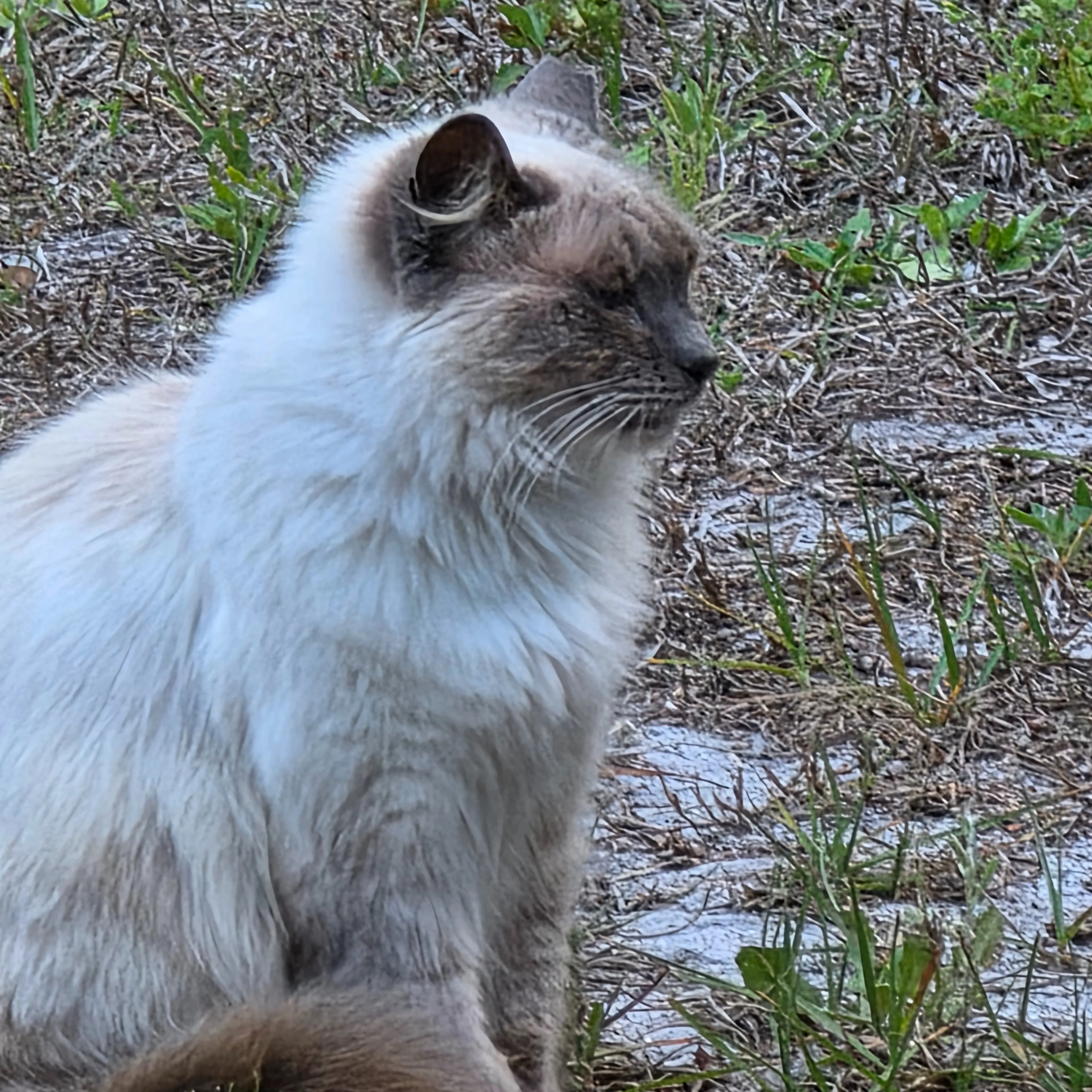 Found pet-1