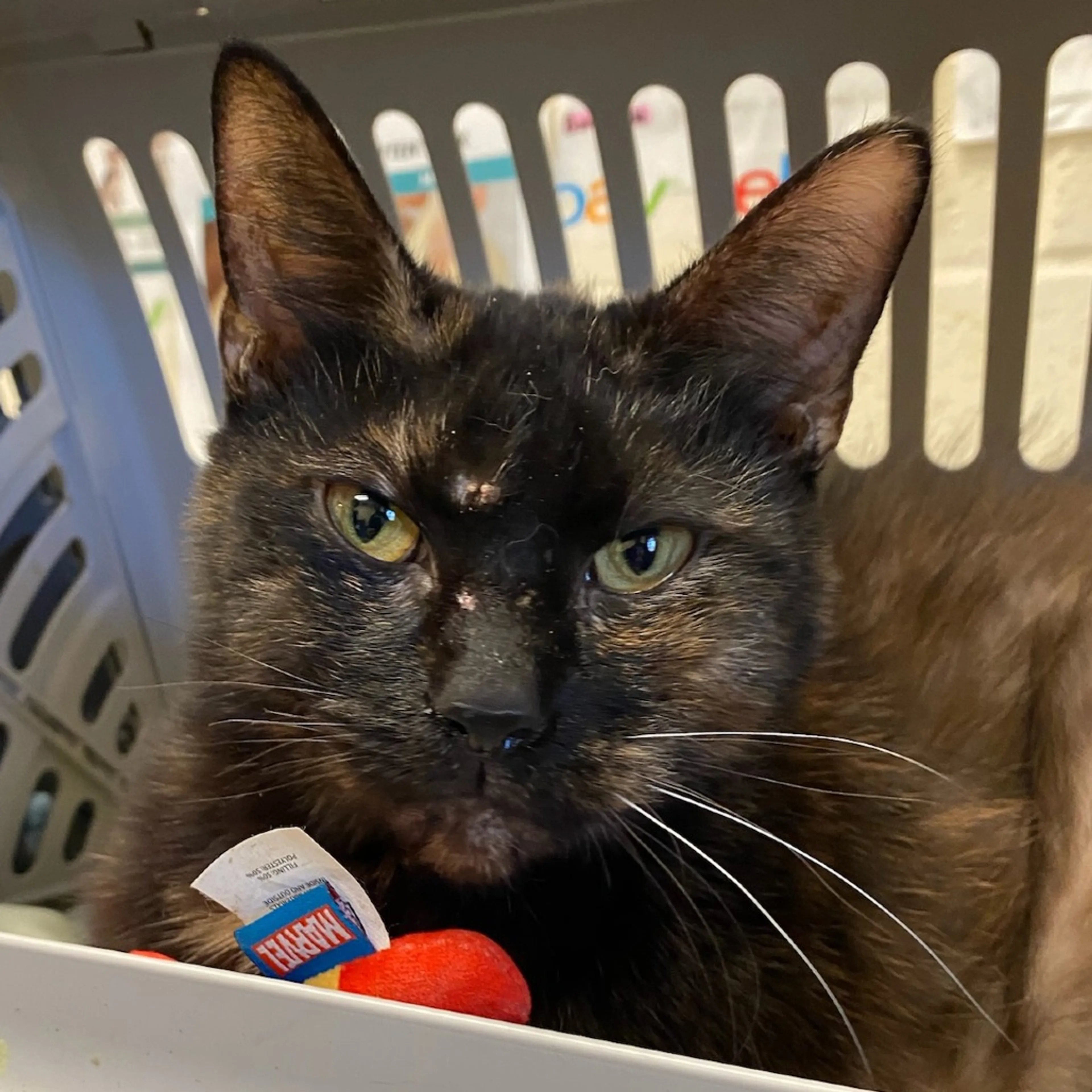 Found pet