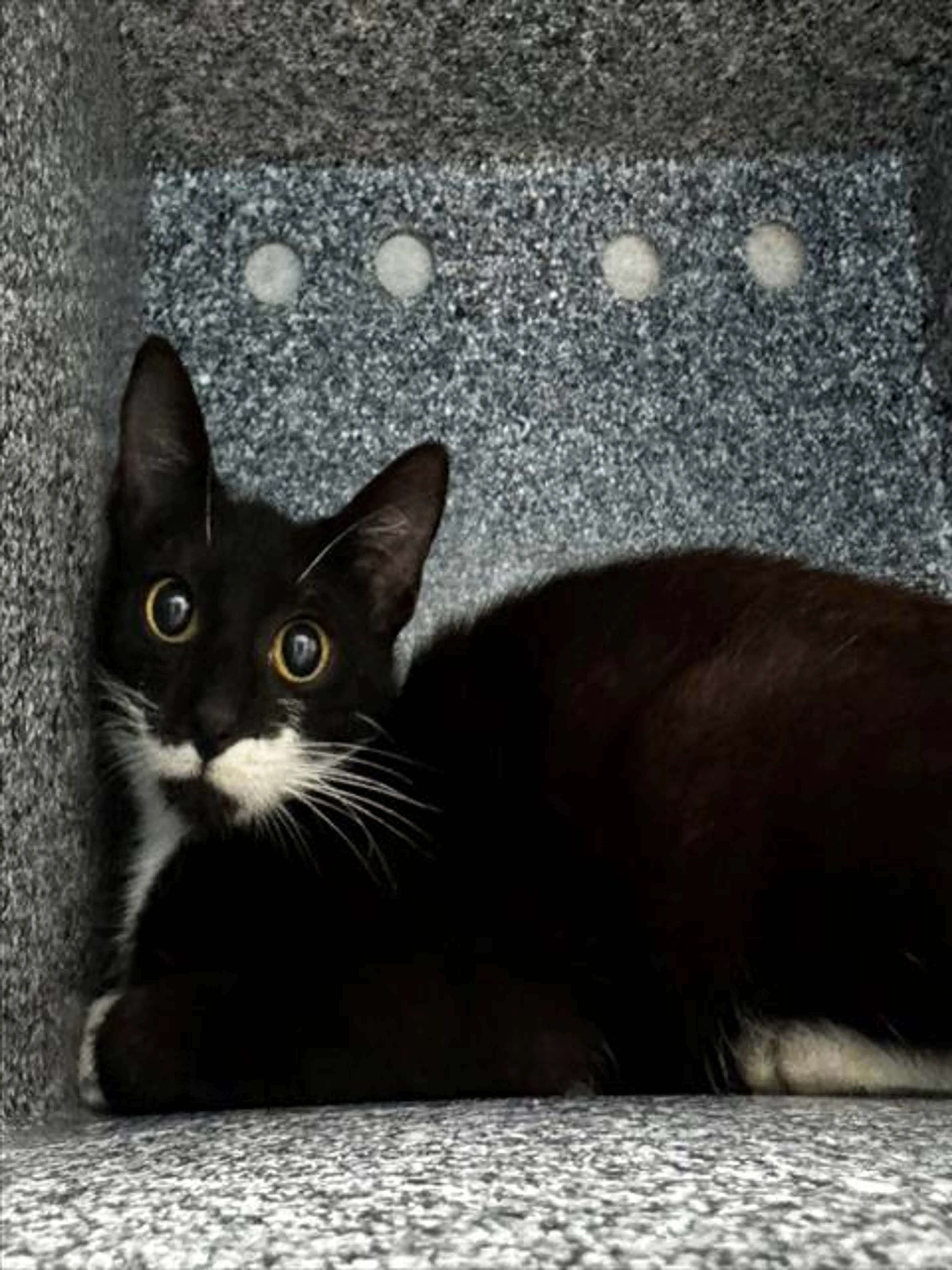 Found pet