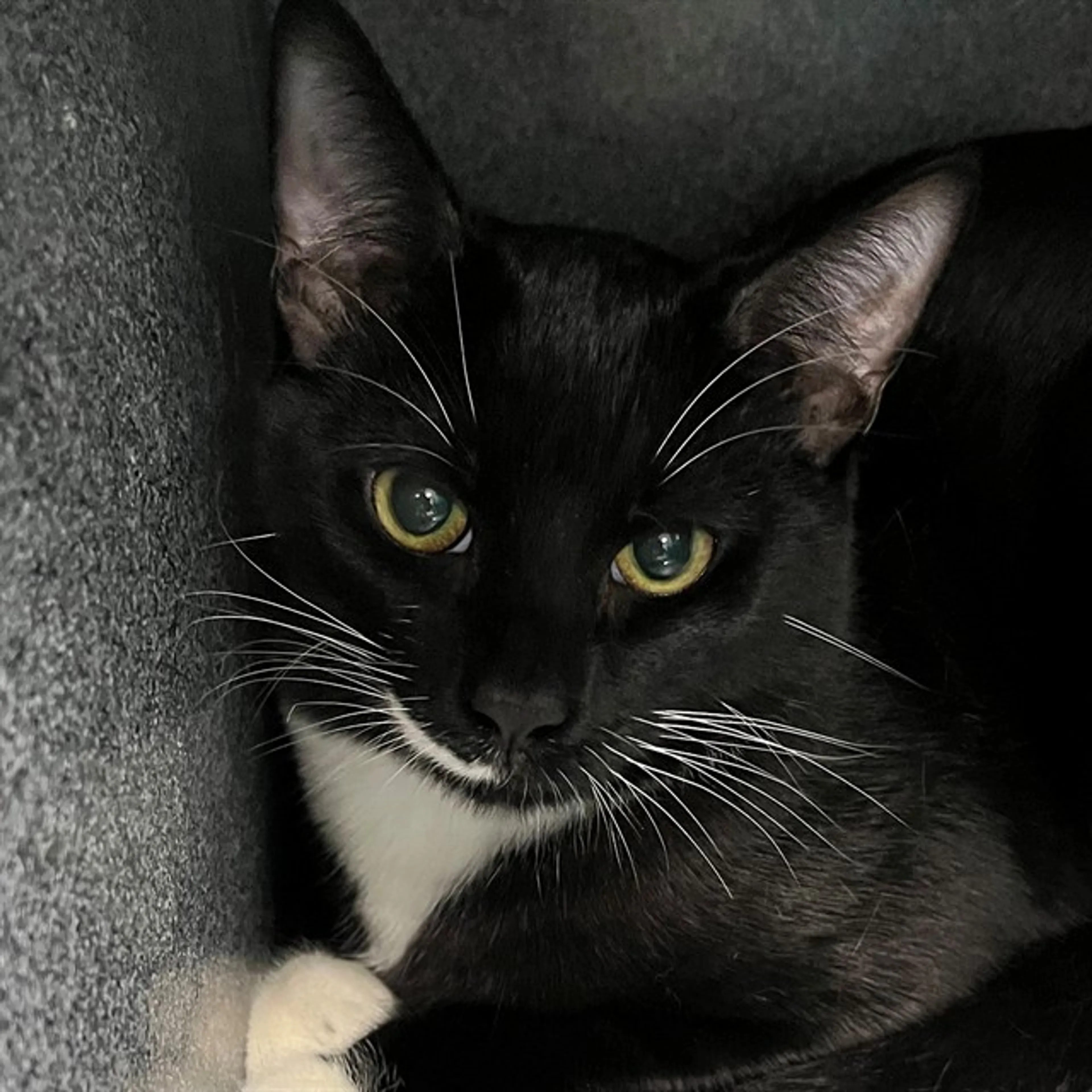 Found pet