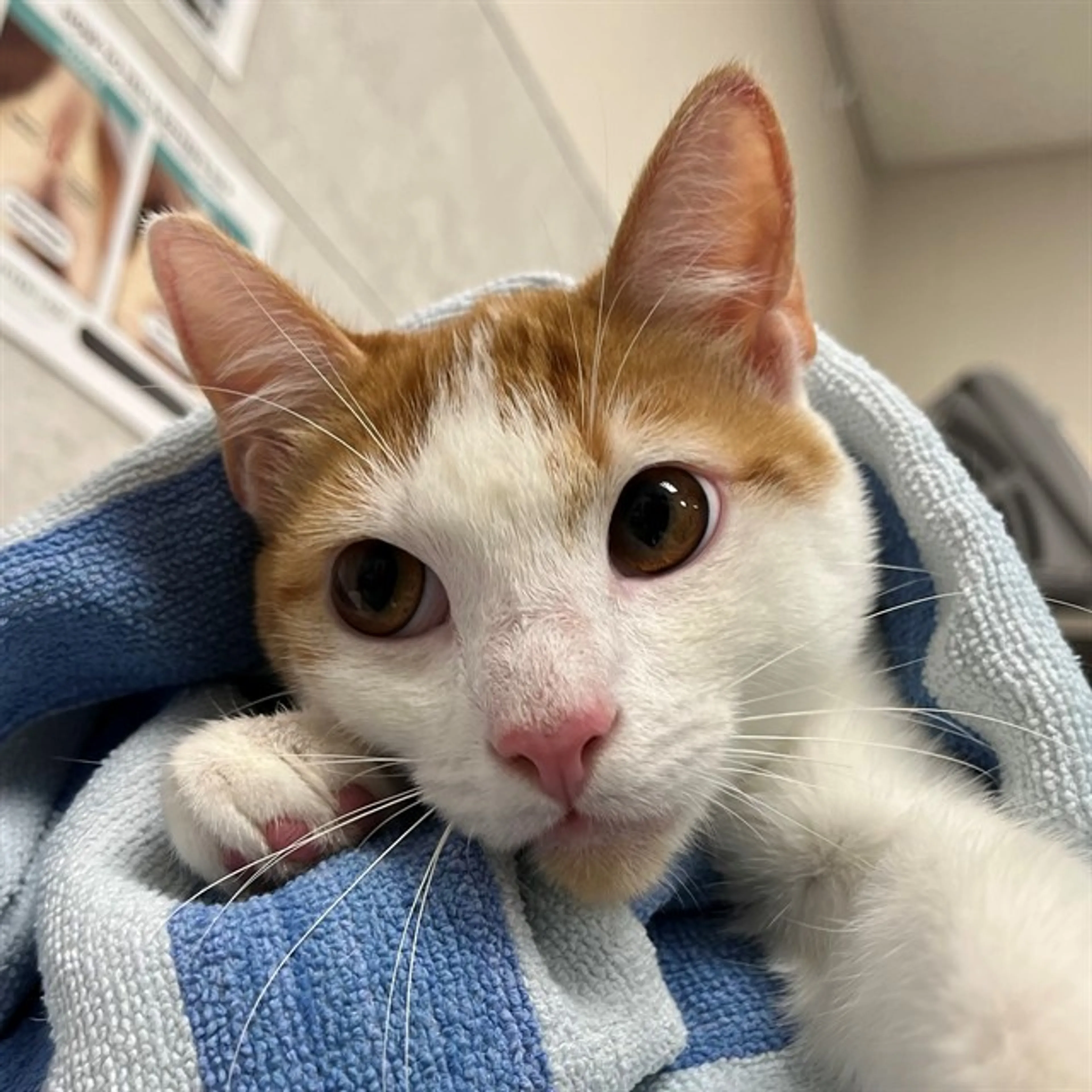 Found pet