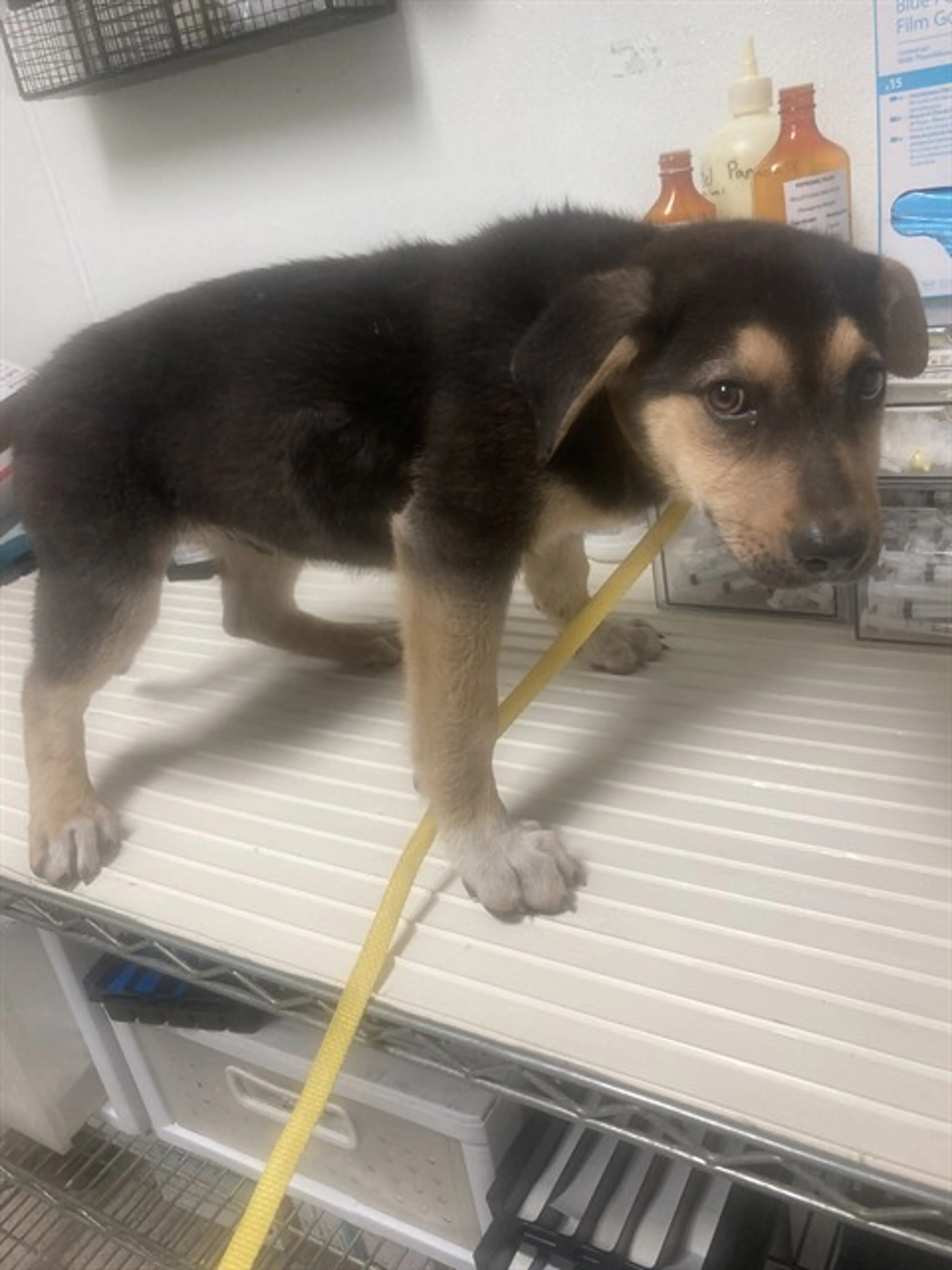 Found pet