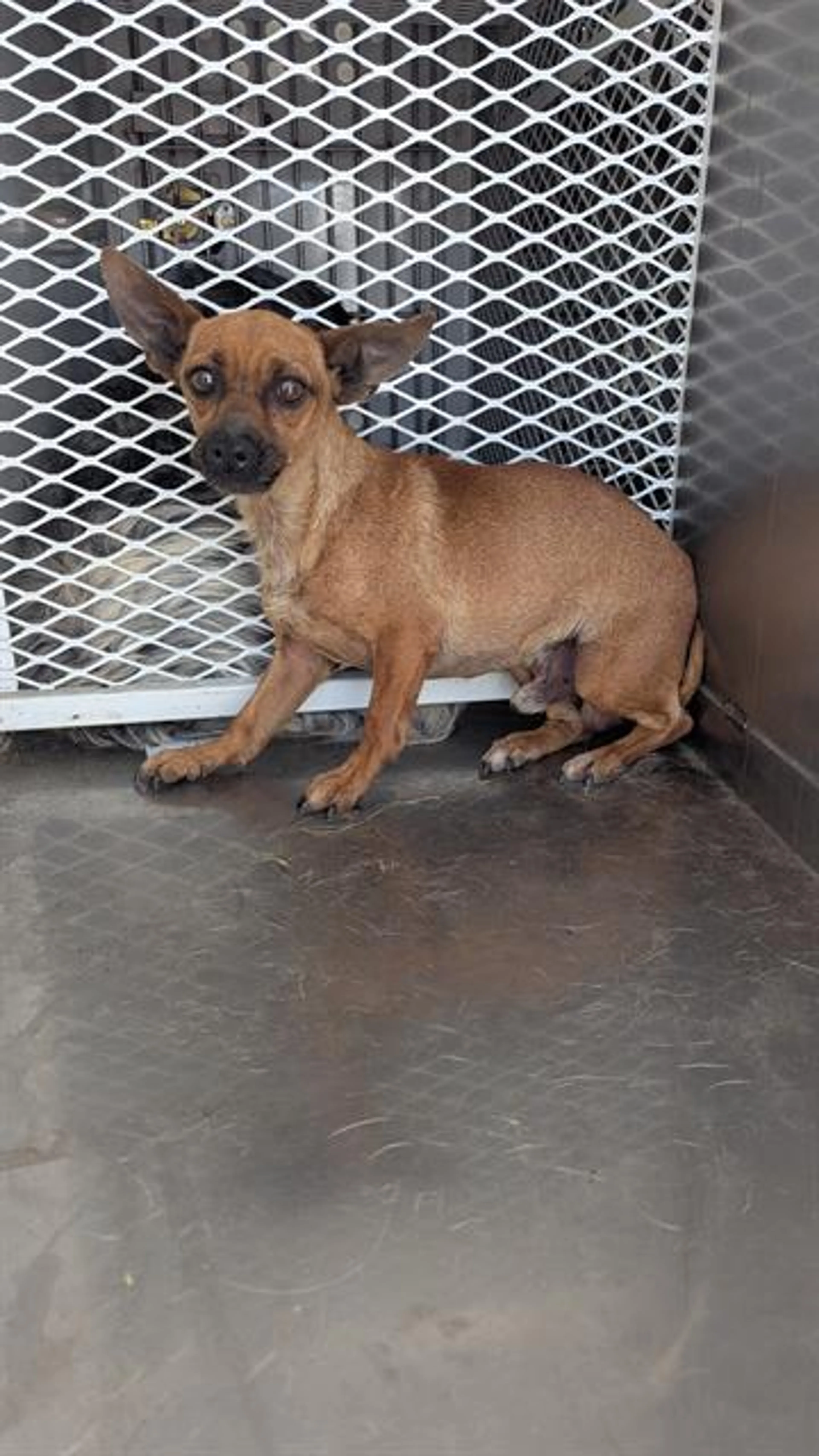 Found pet