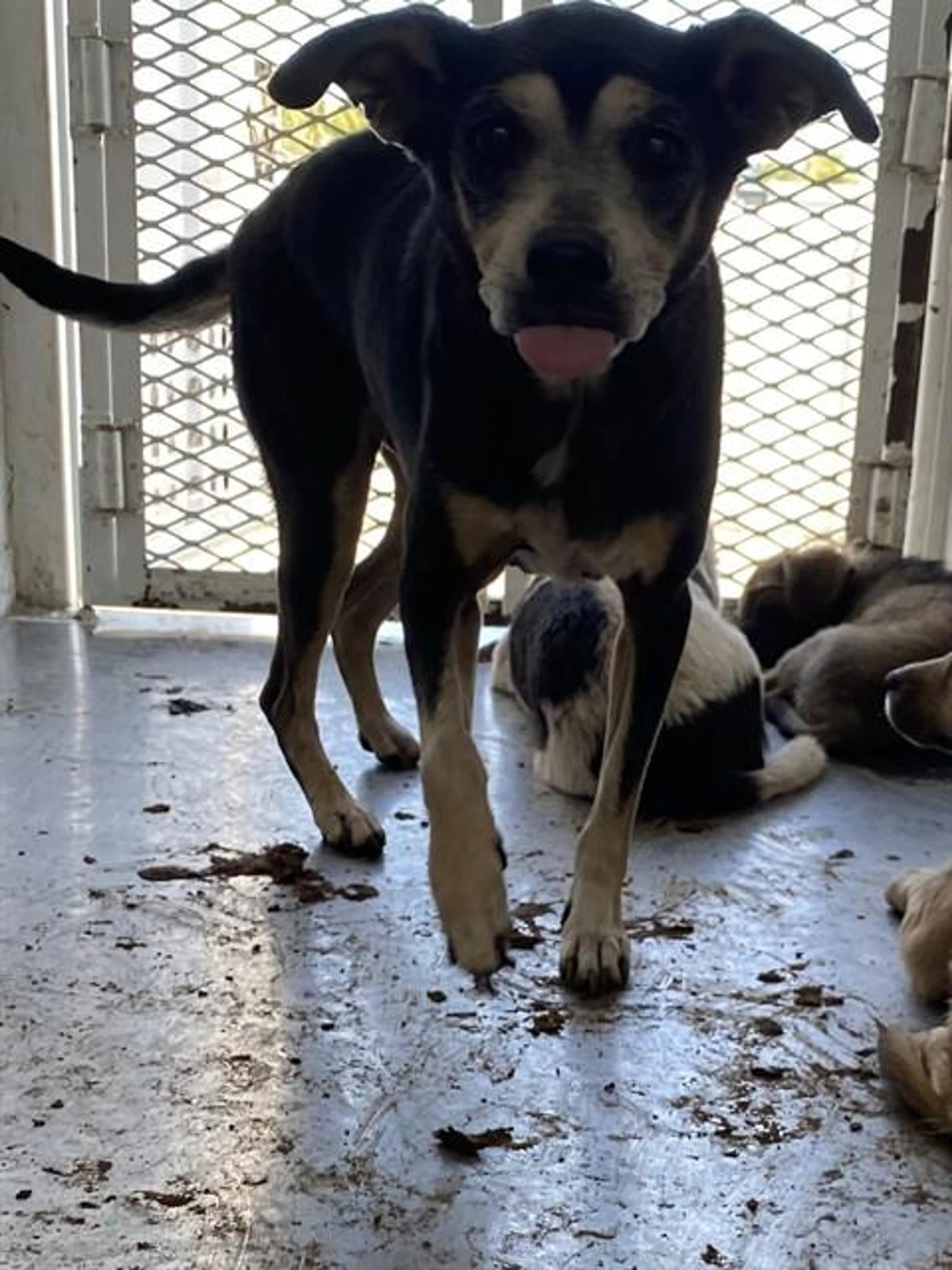 Found pet