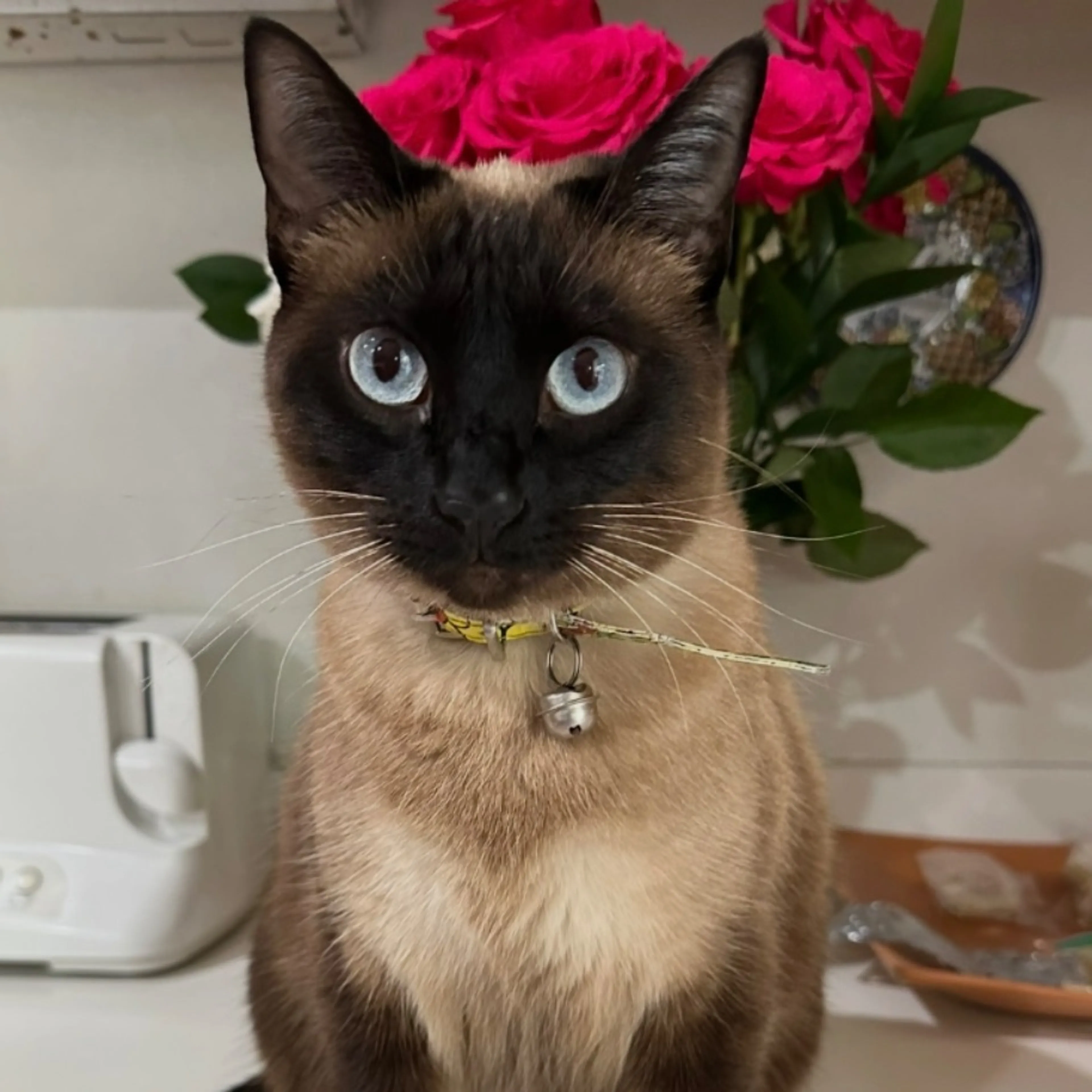 Lost pet