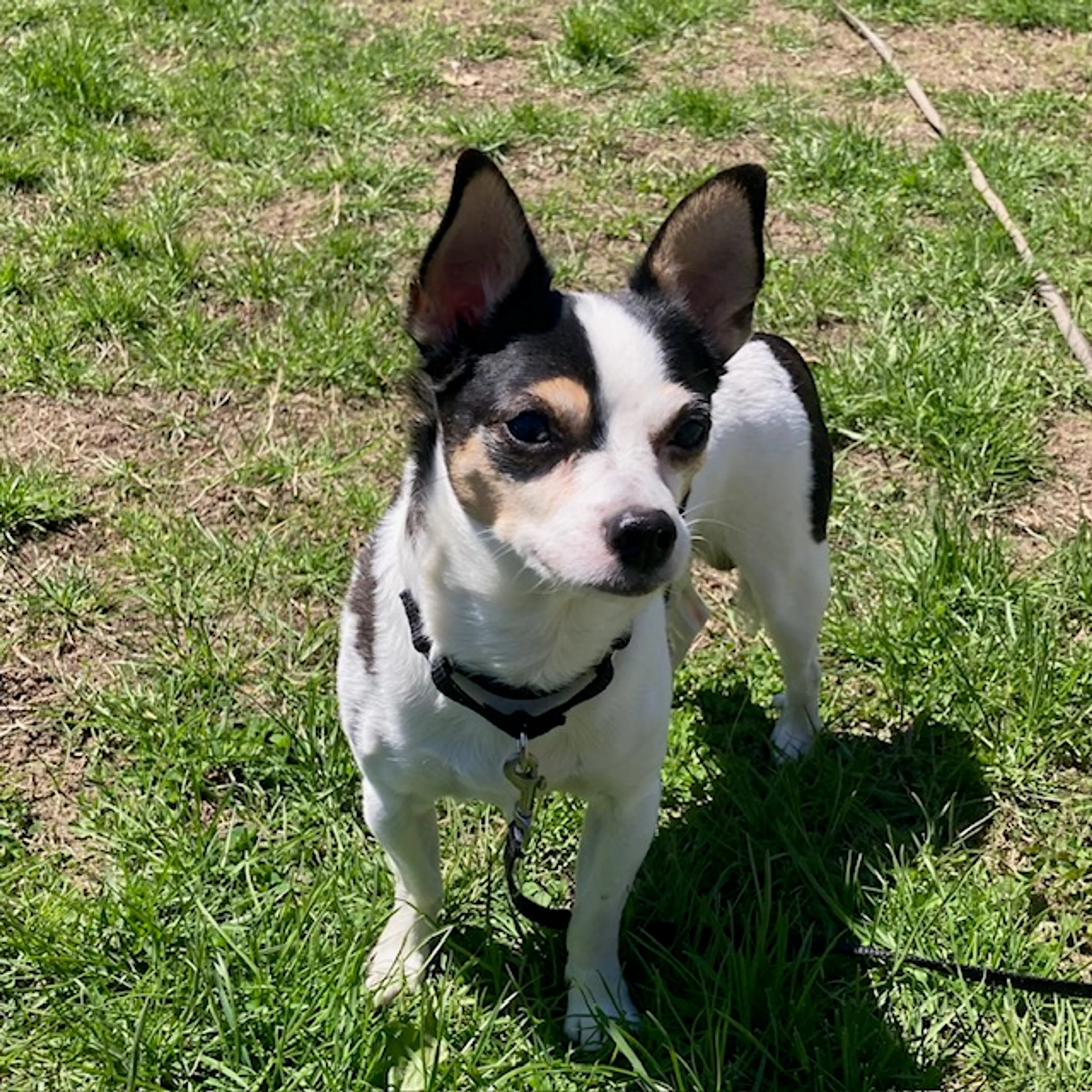 Found pet