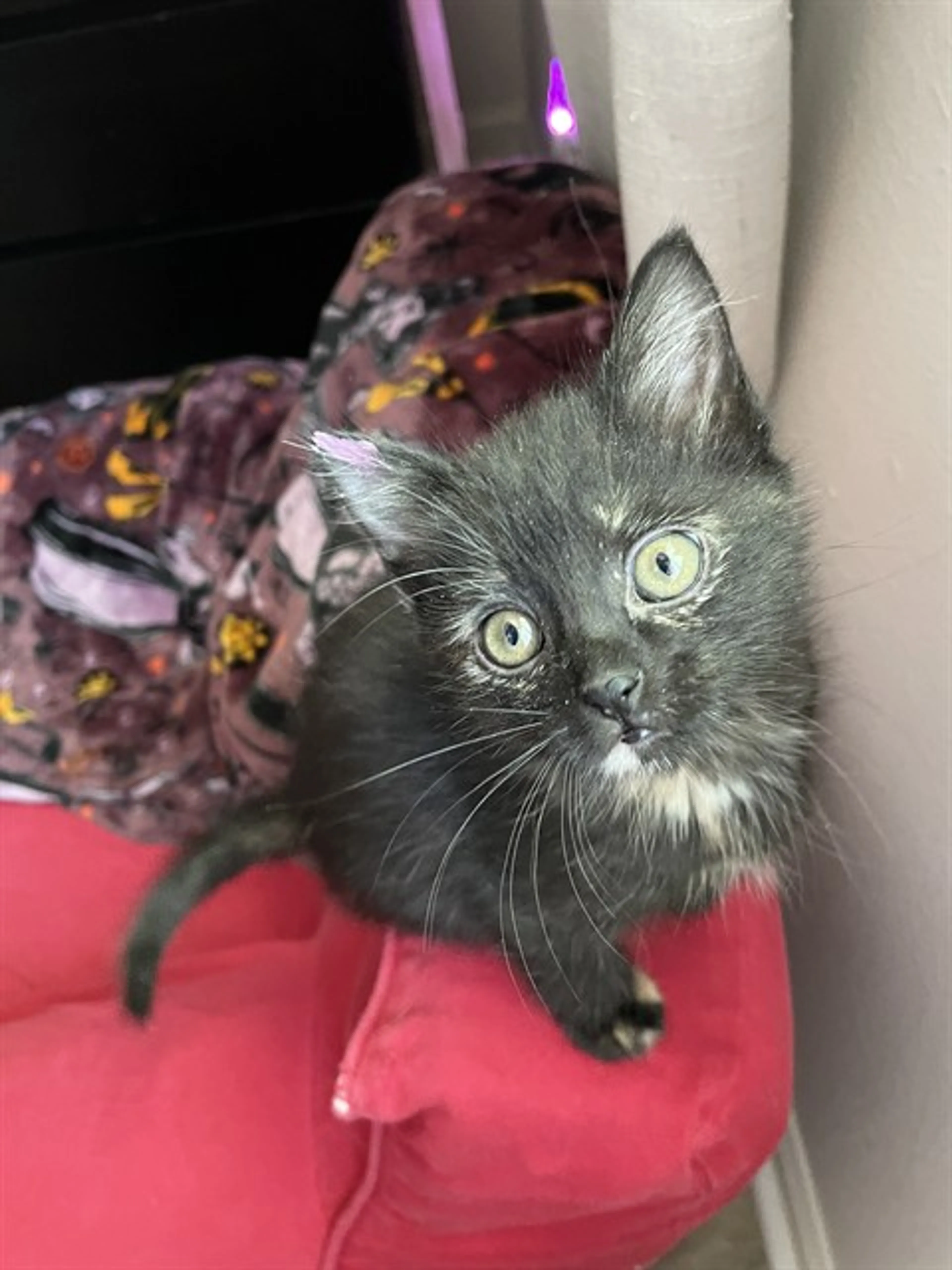 Found pet