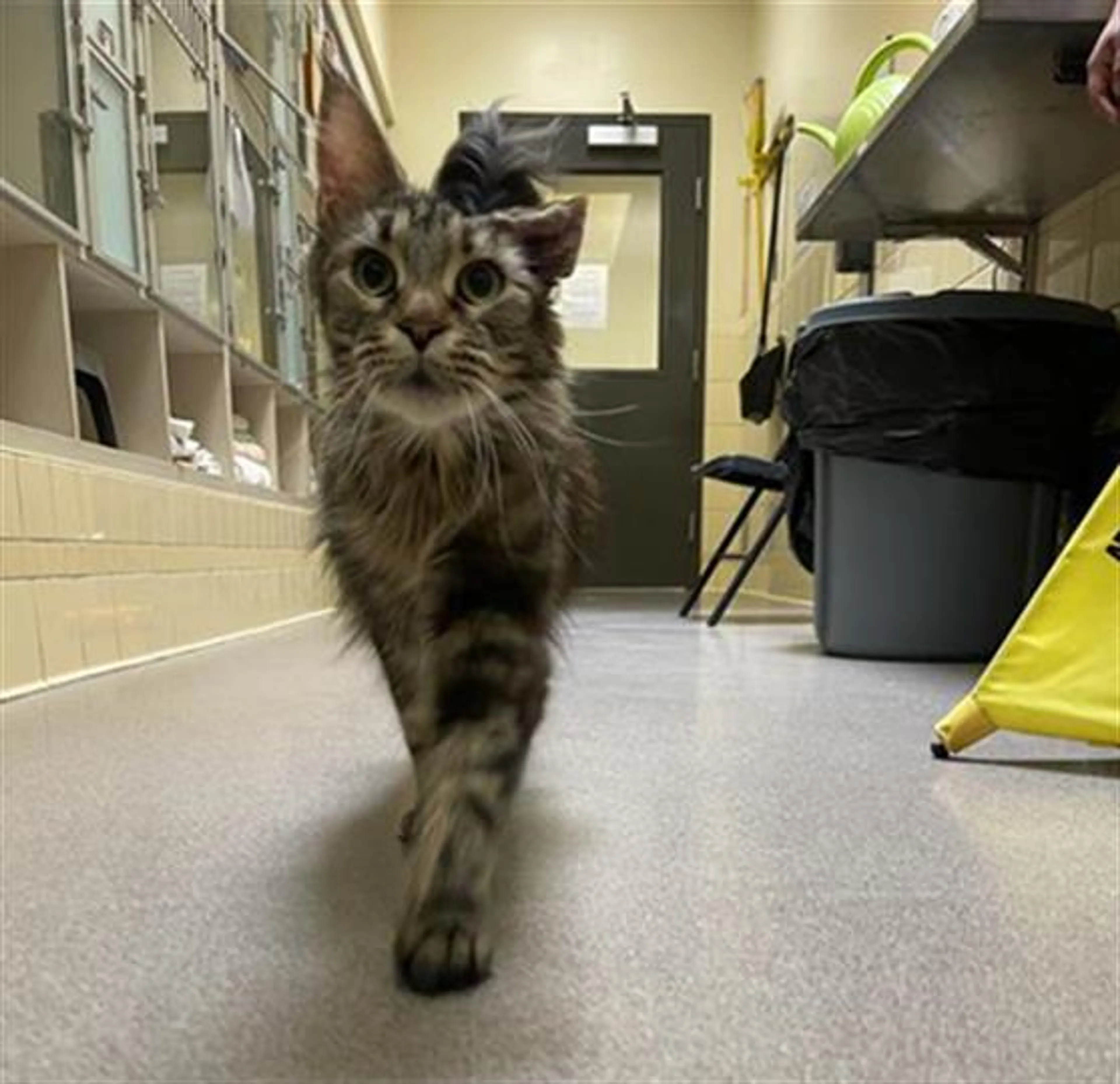 Found pet