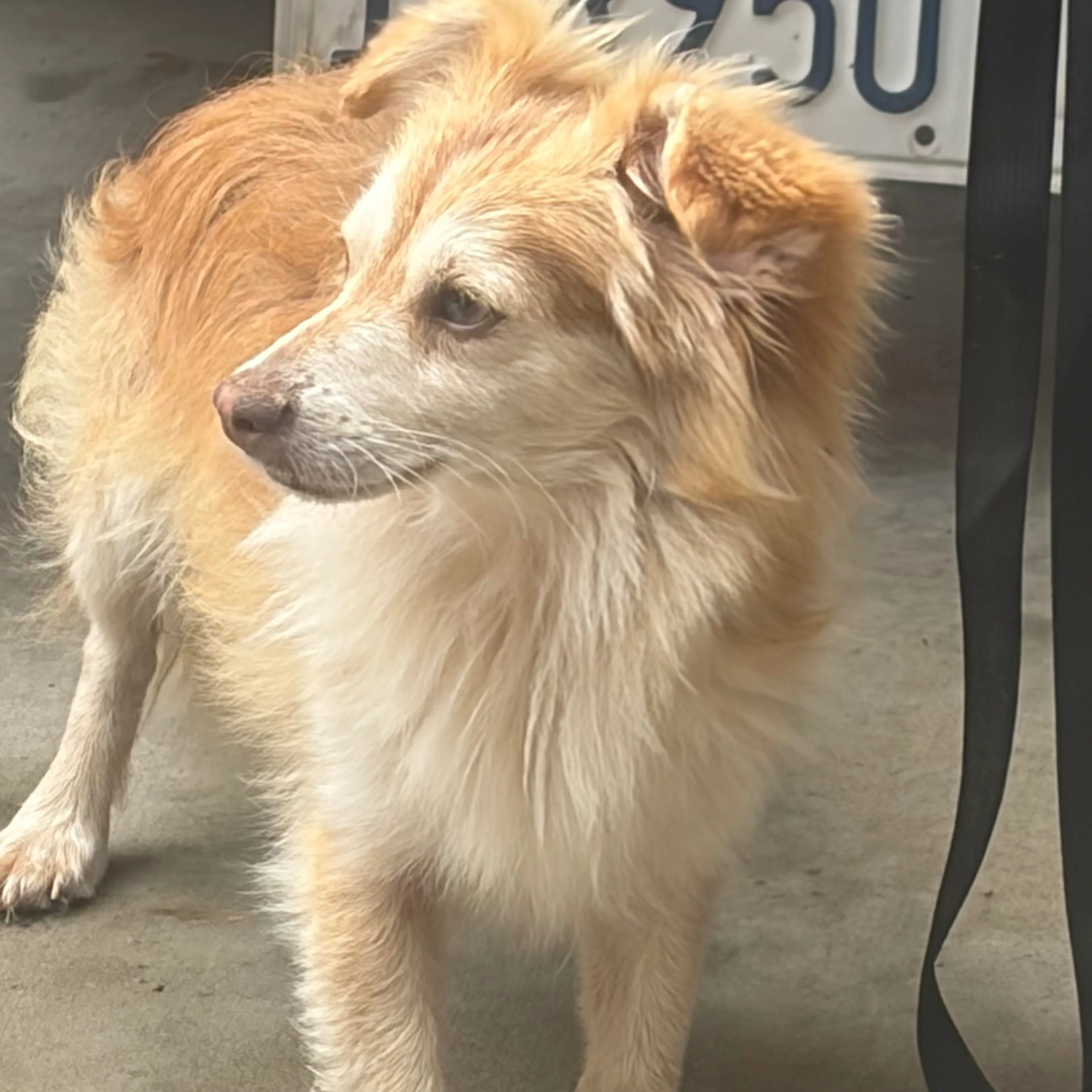 Found pet-1