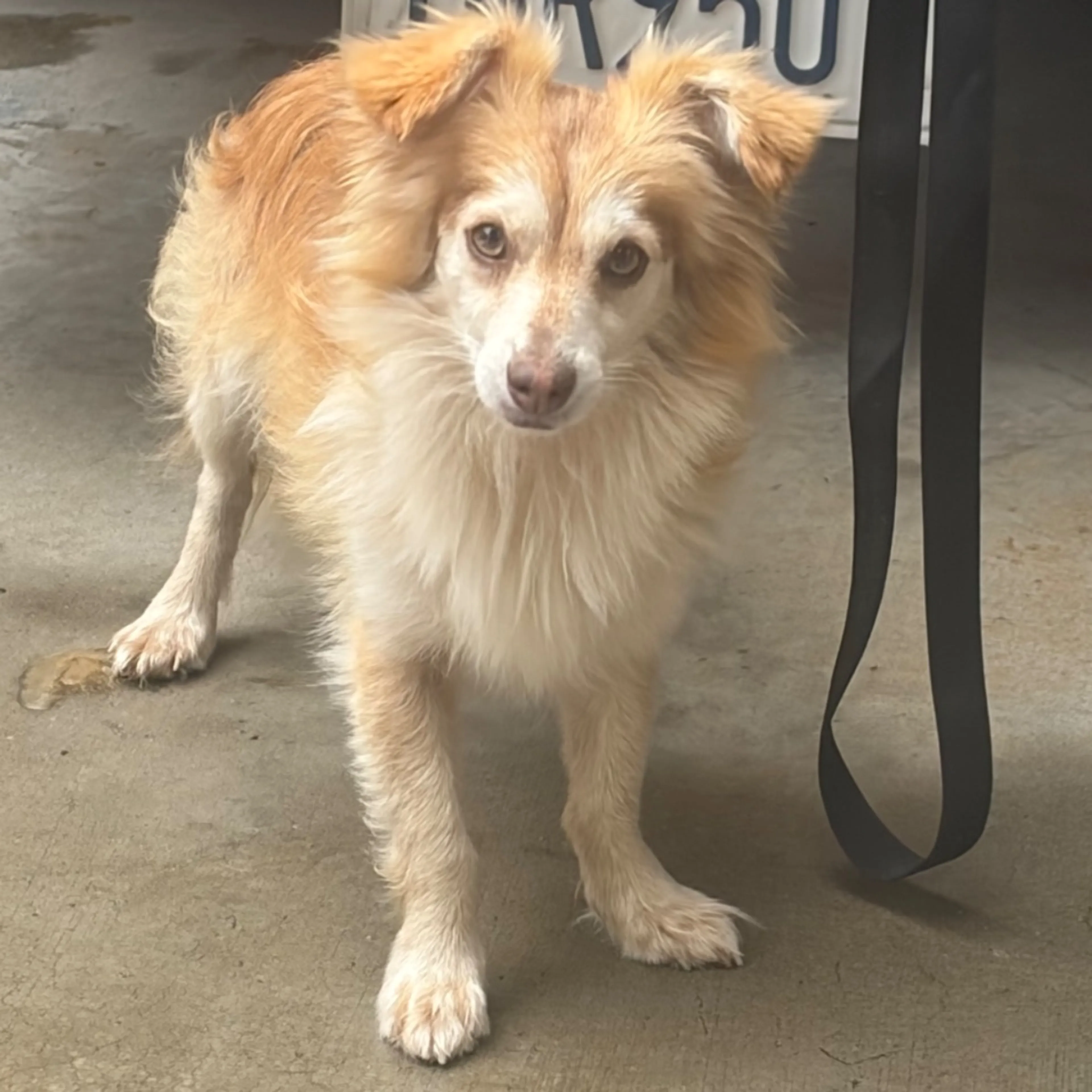 Found pet-0
