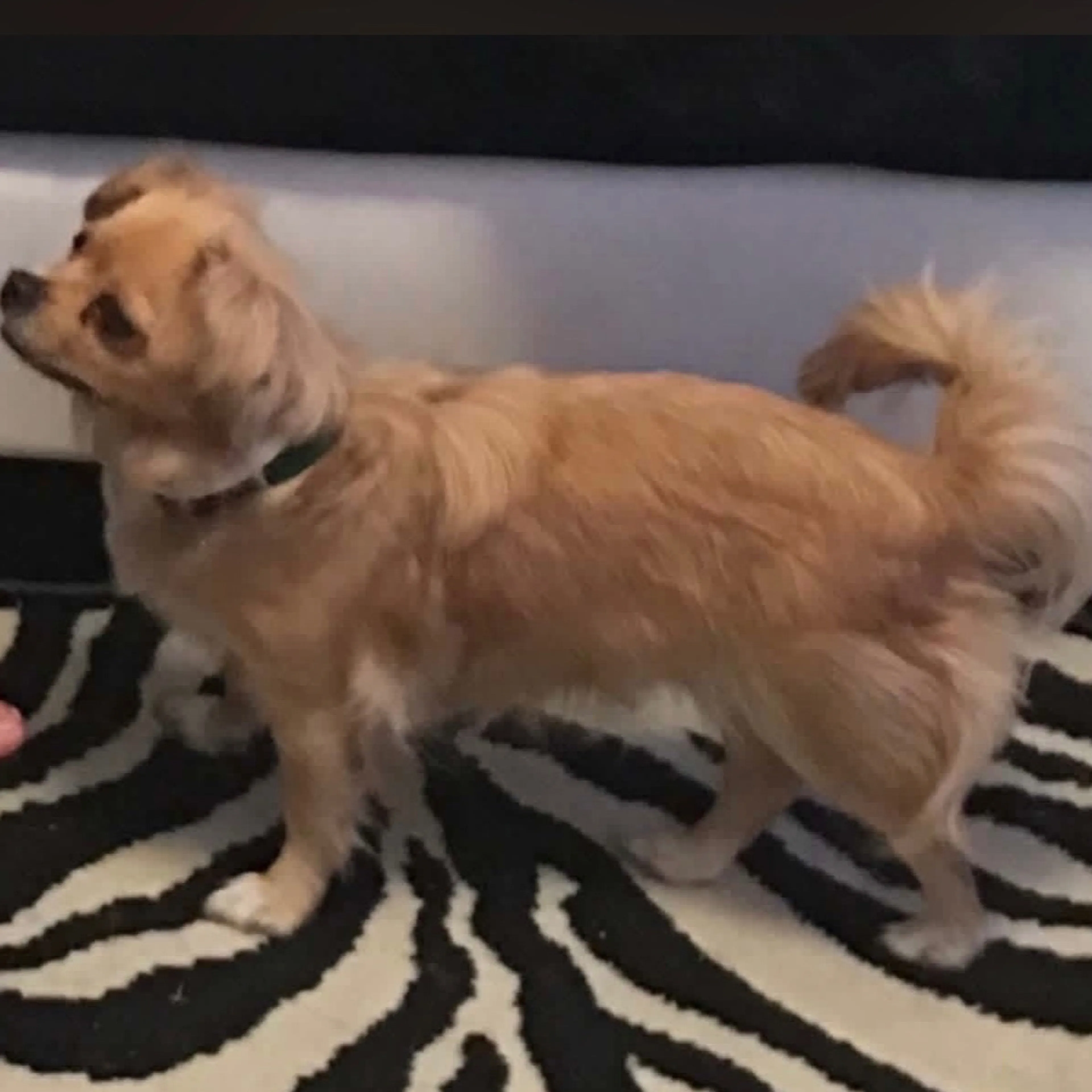 Lost pet-1