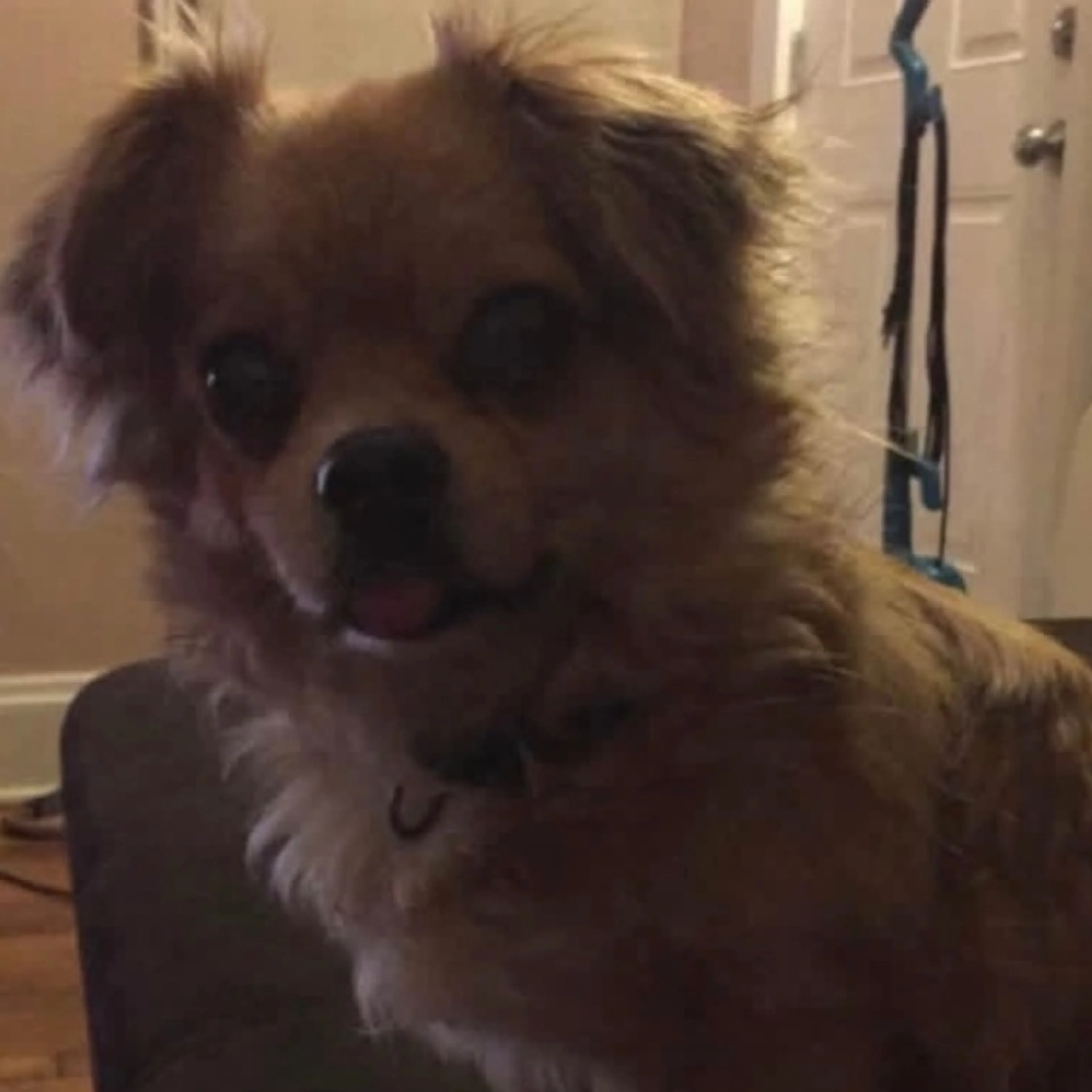 Lost pet-0