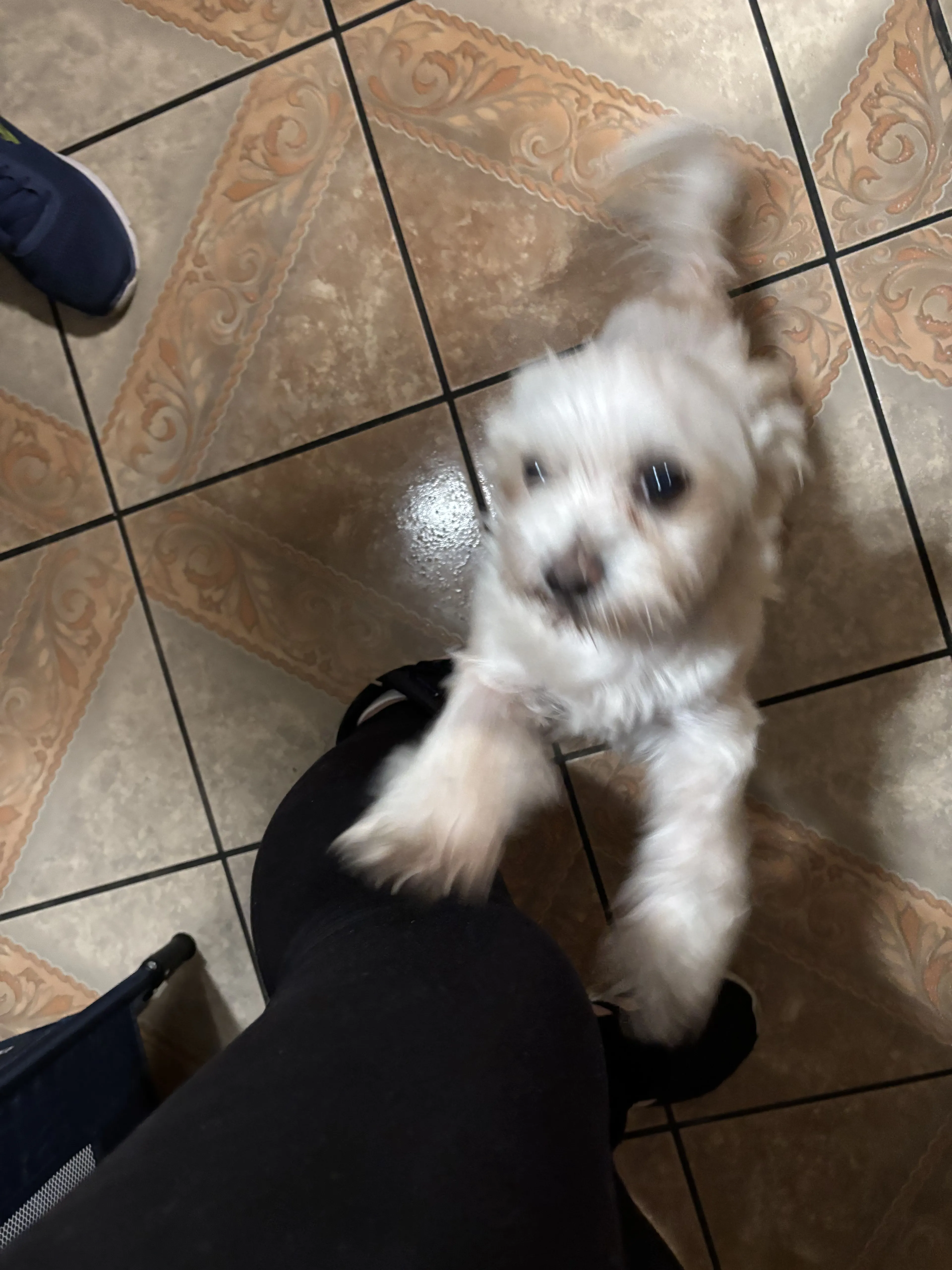 Lost pet-0