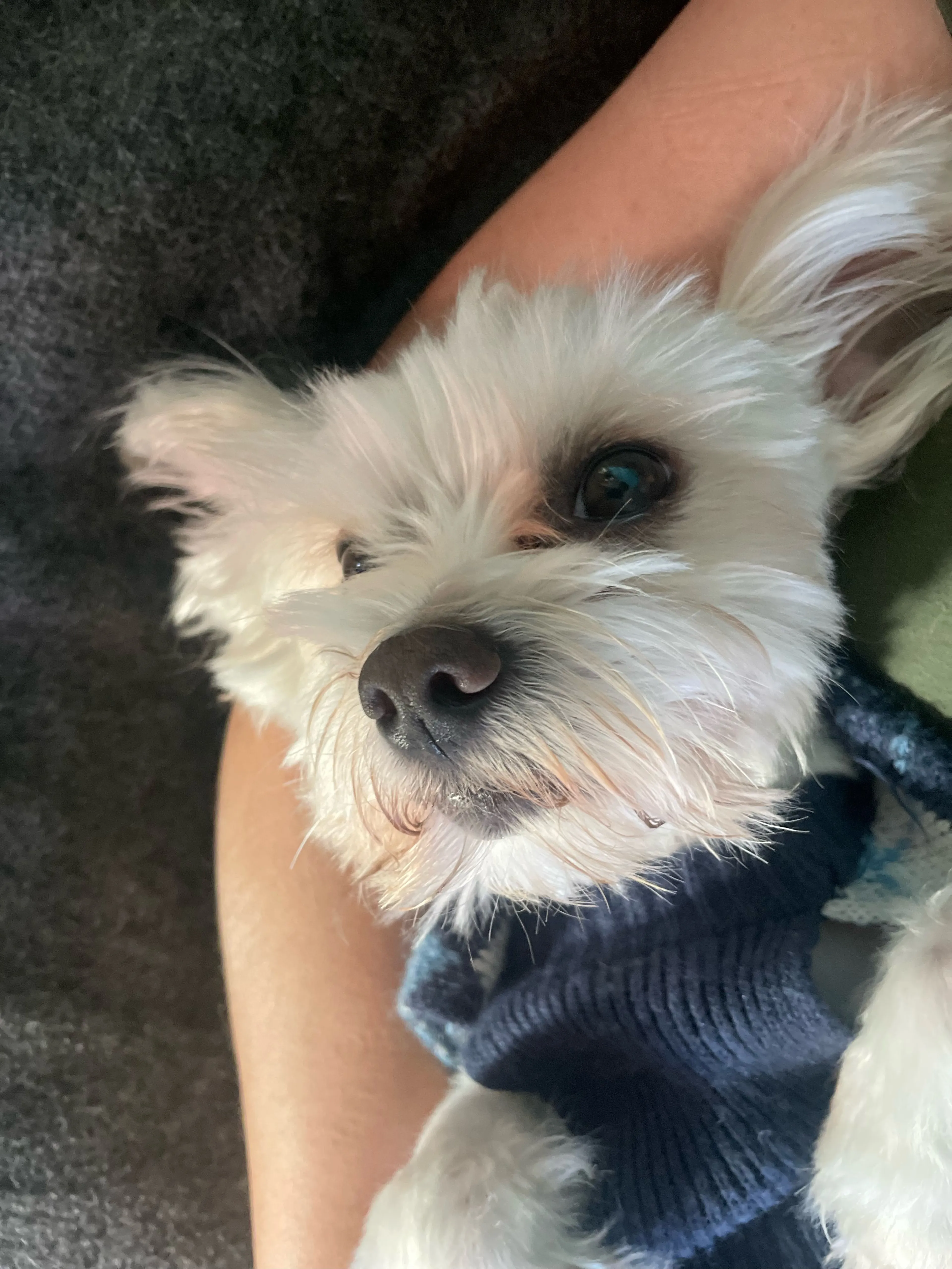 Lost pet-1