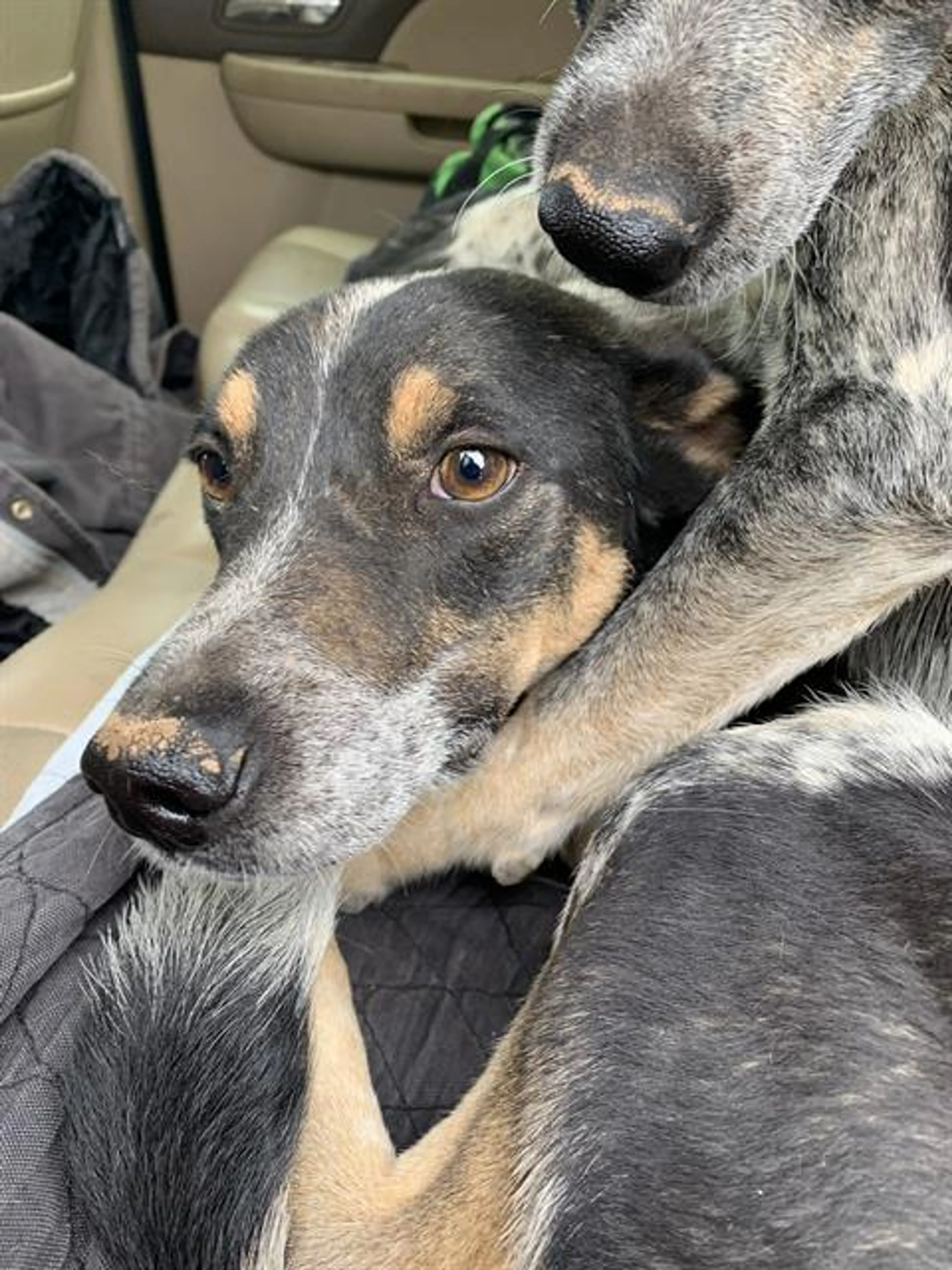 Found pet