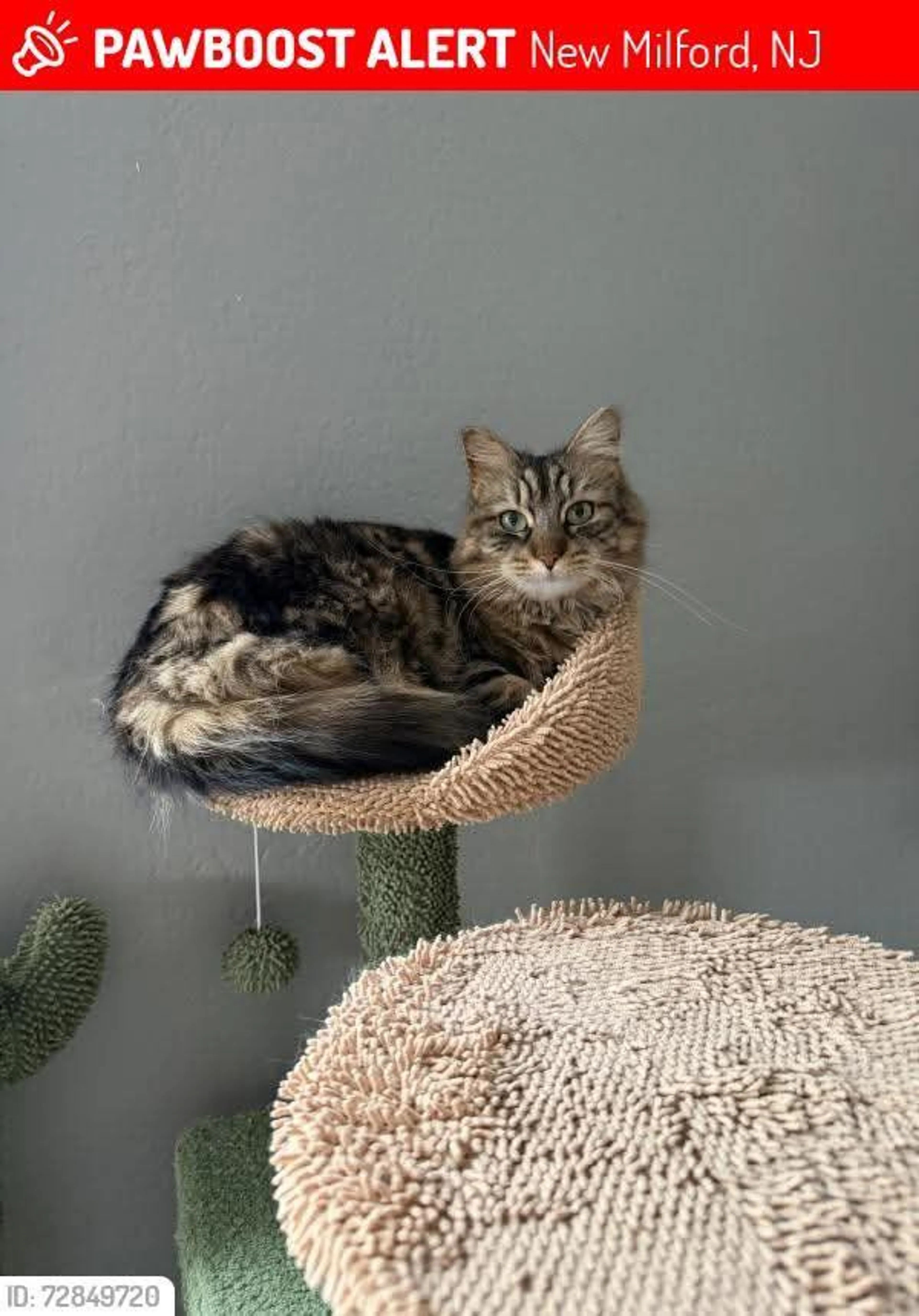 Lost pet
