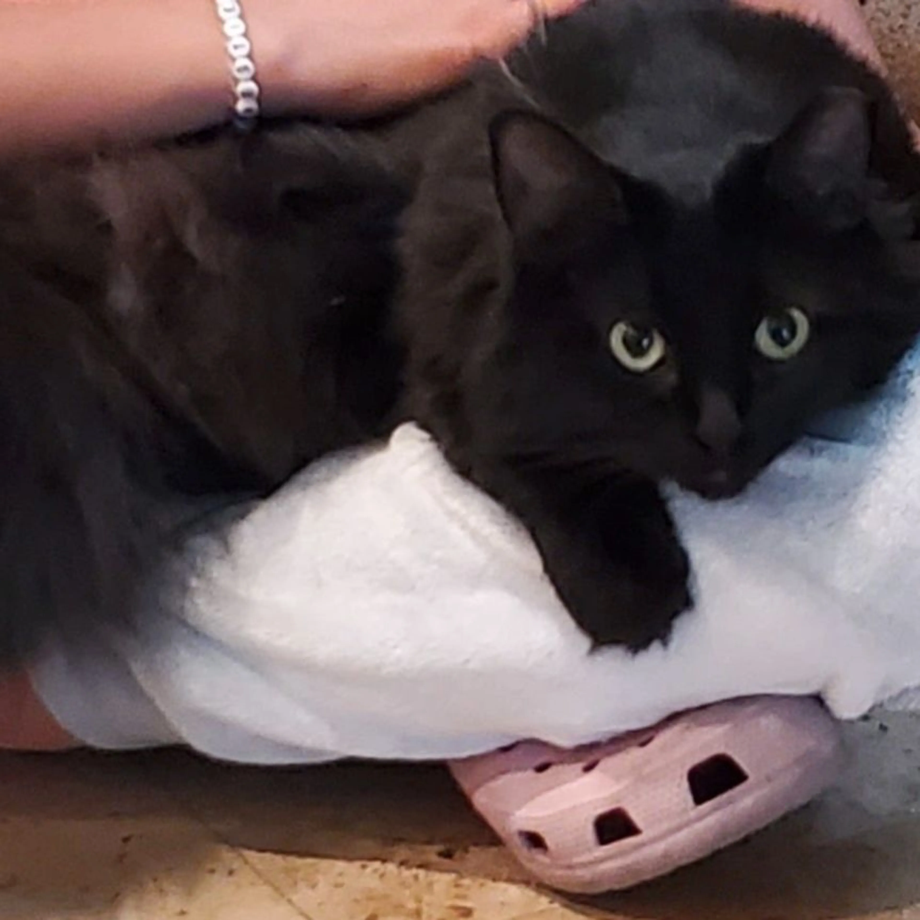 Lost pet