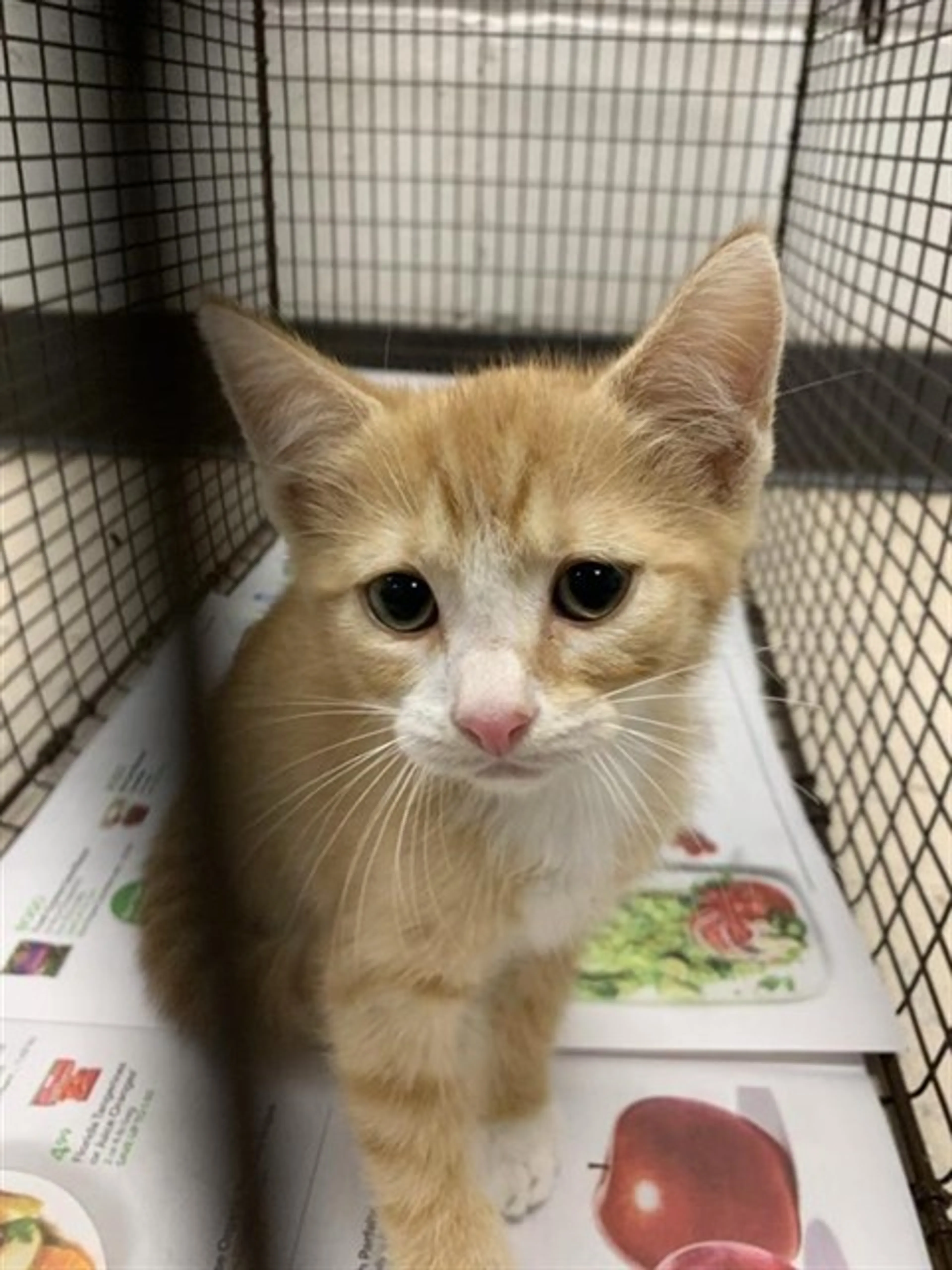 Found pet