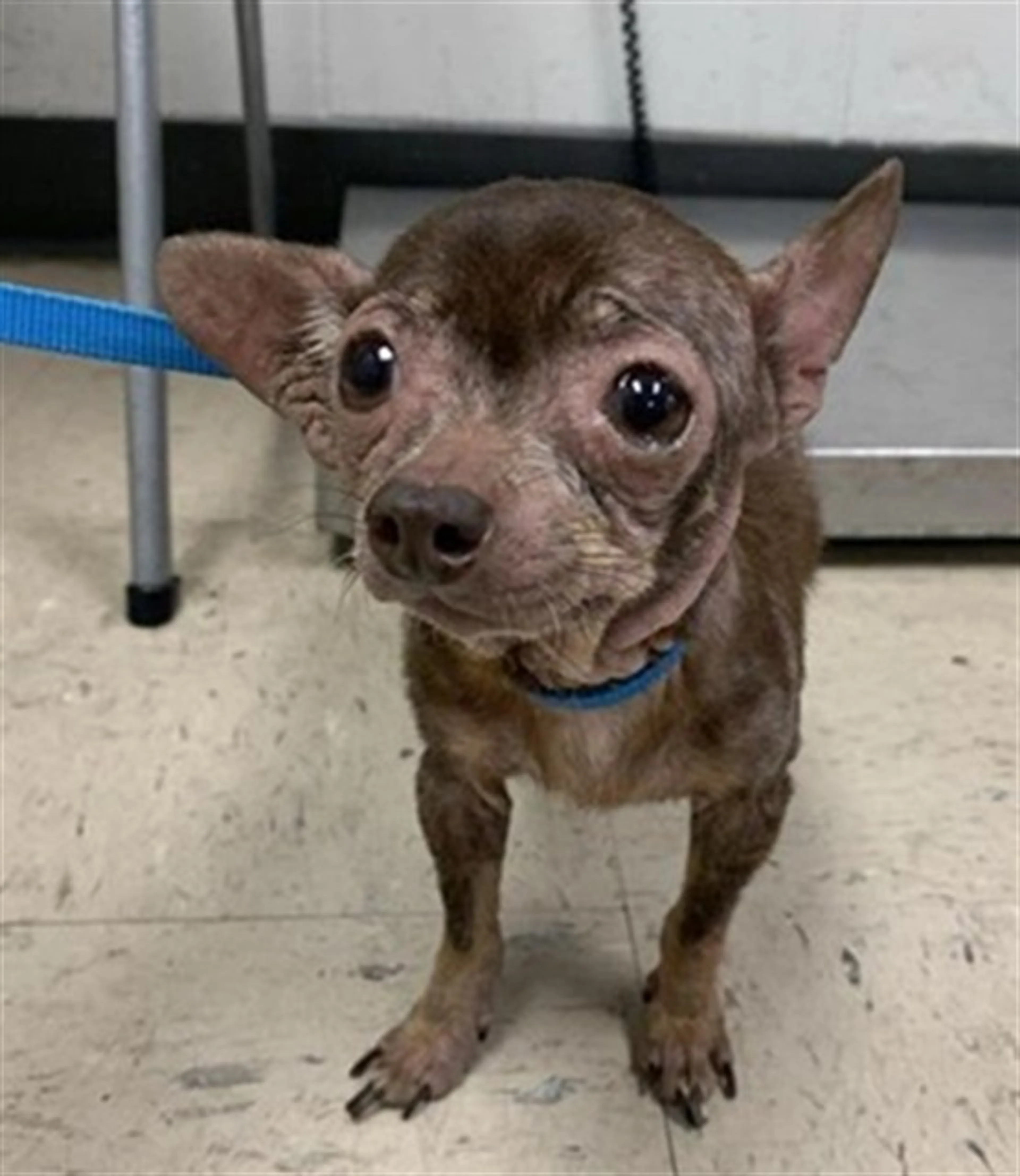 Found pet