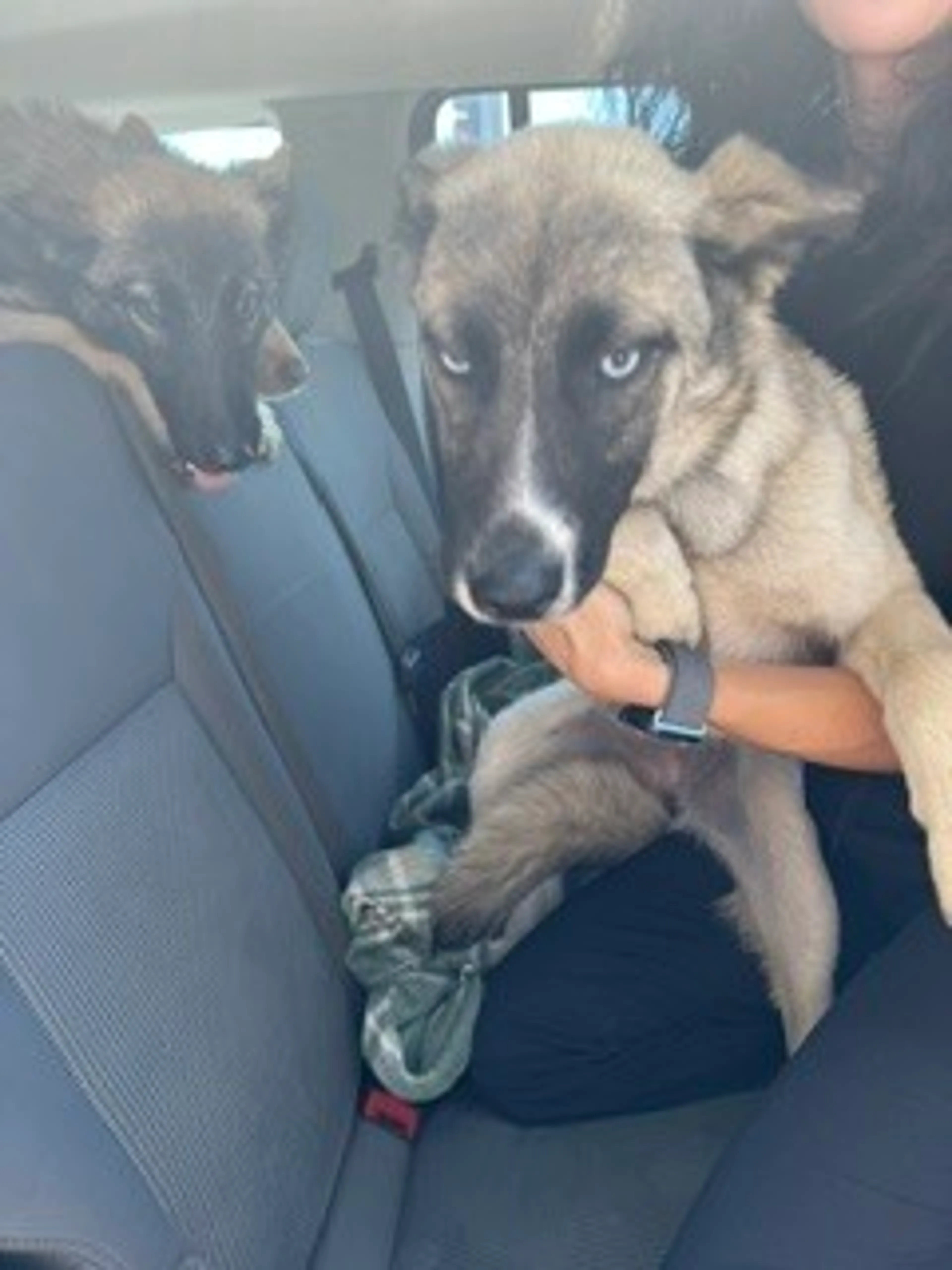 Found pet