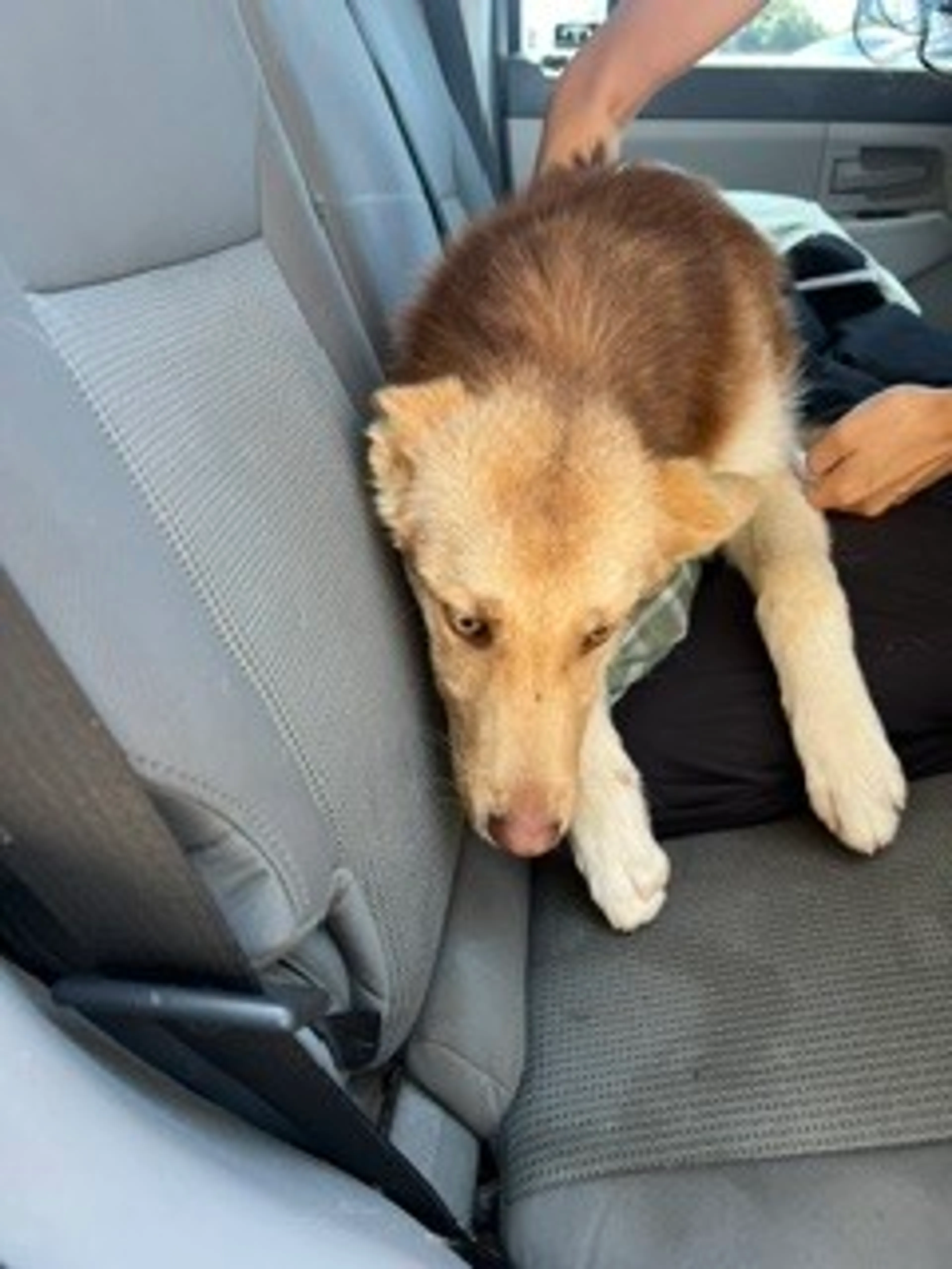 Found pet