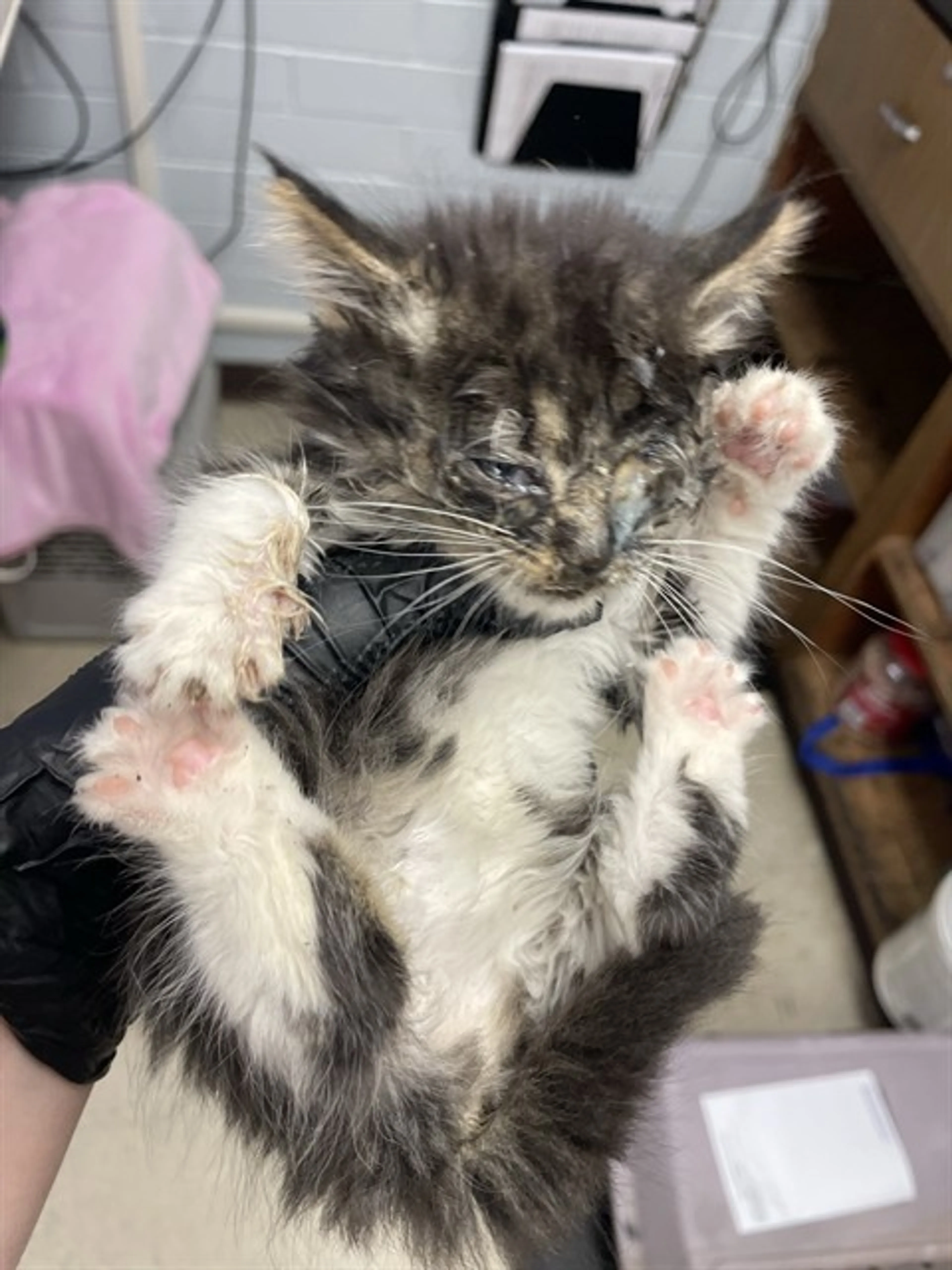 Found pet