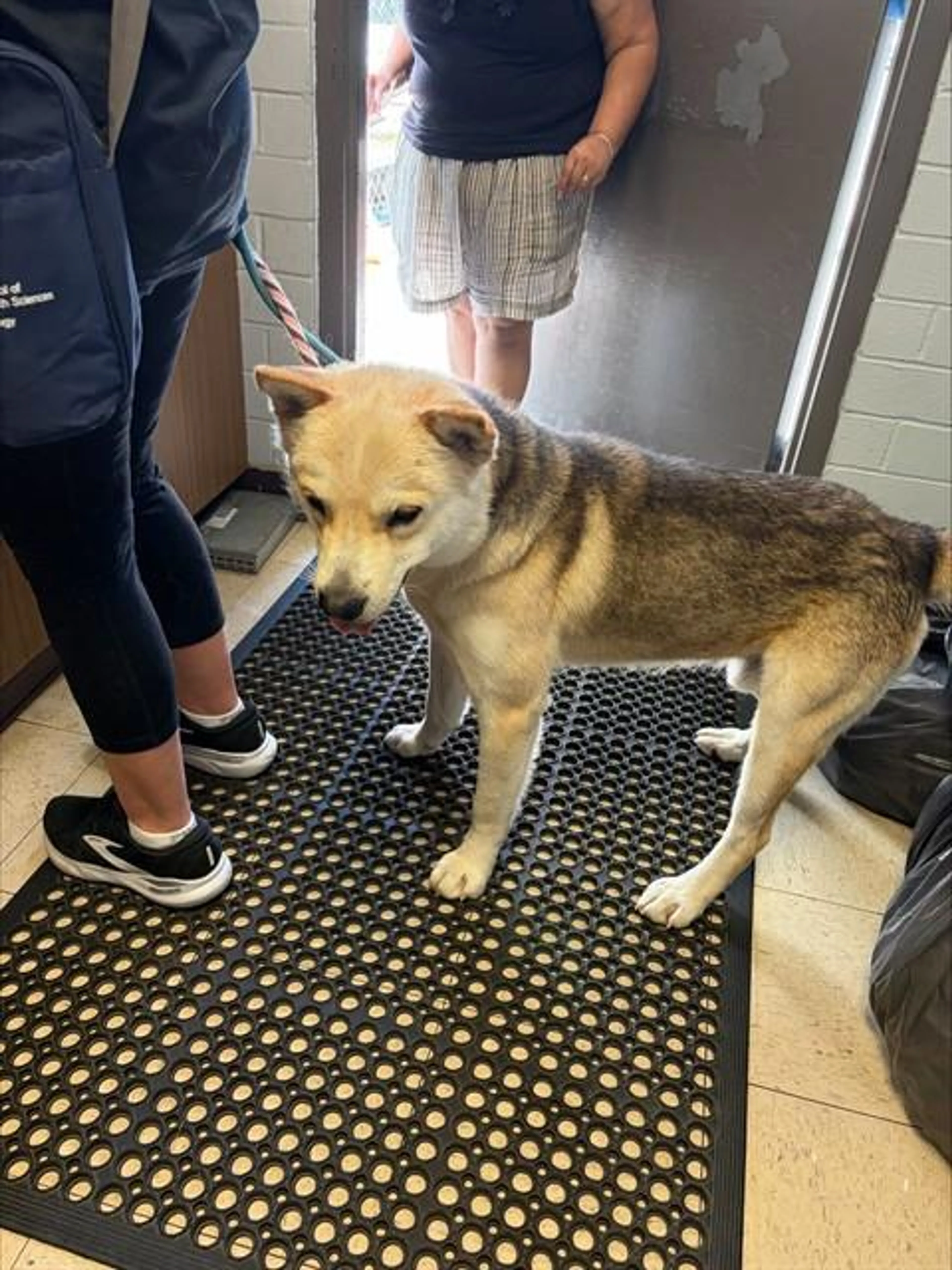 Found pet