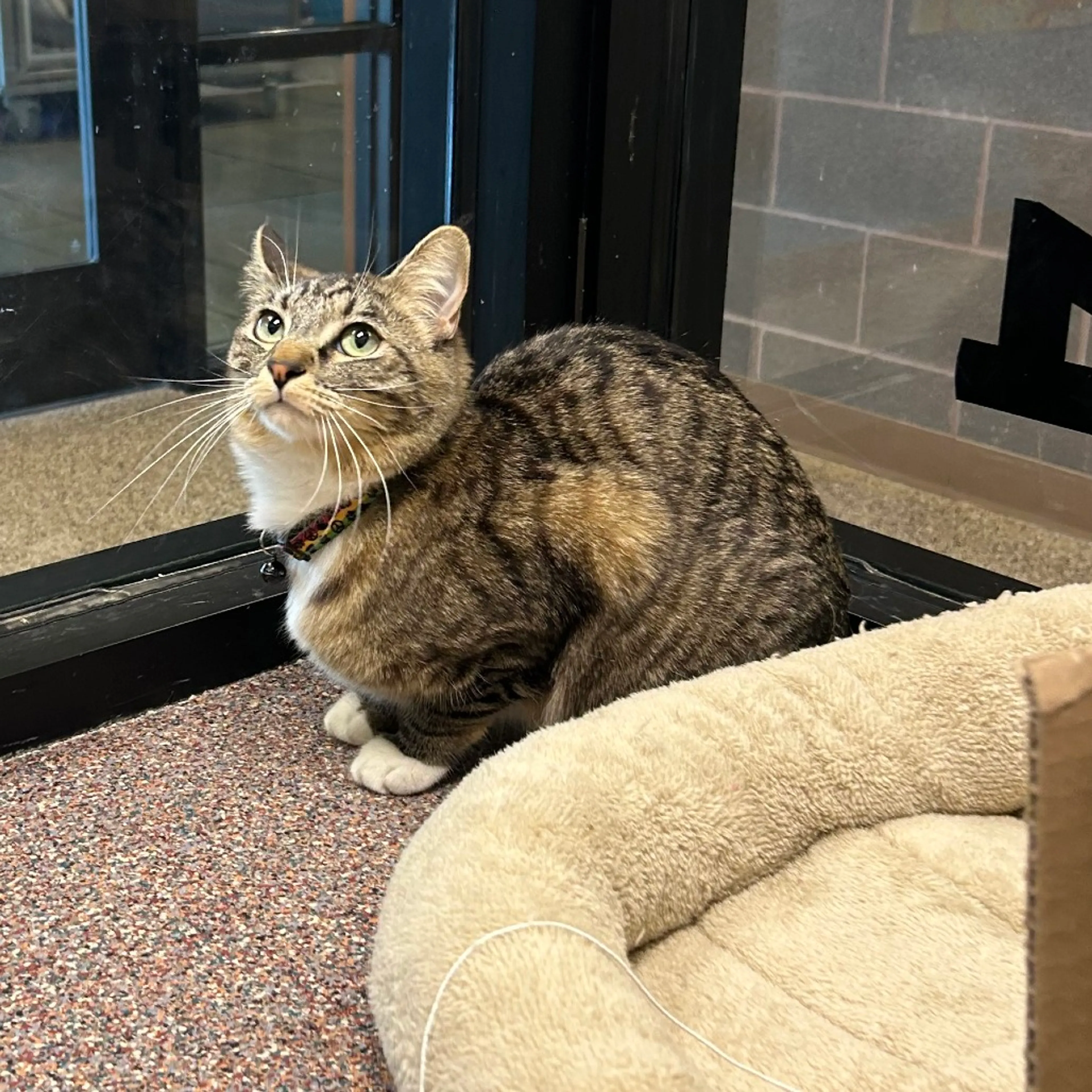 Found pet-2