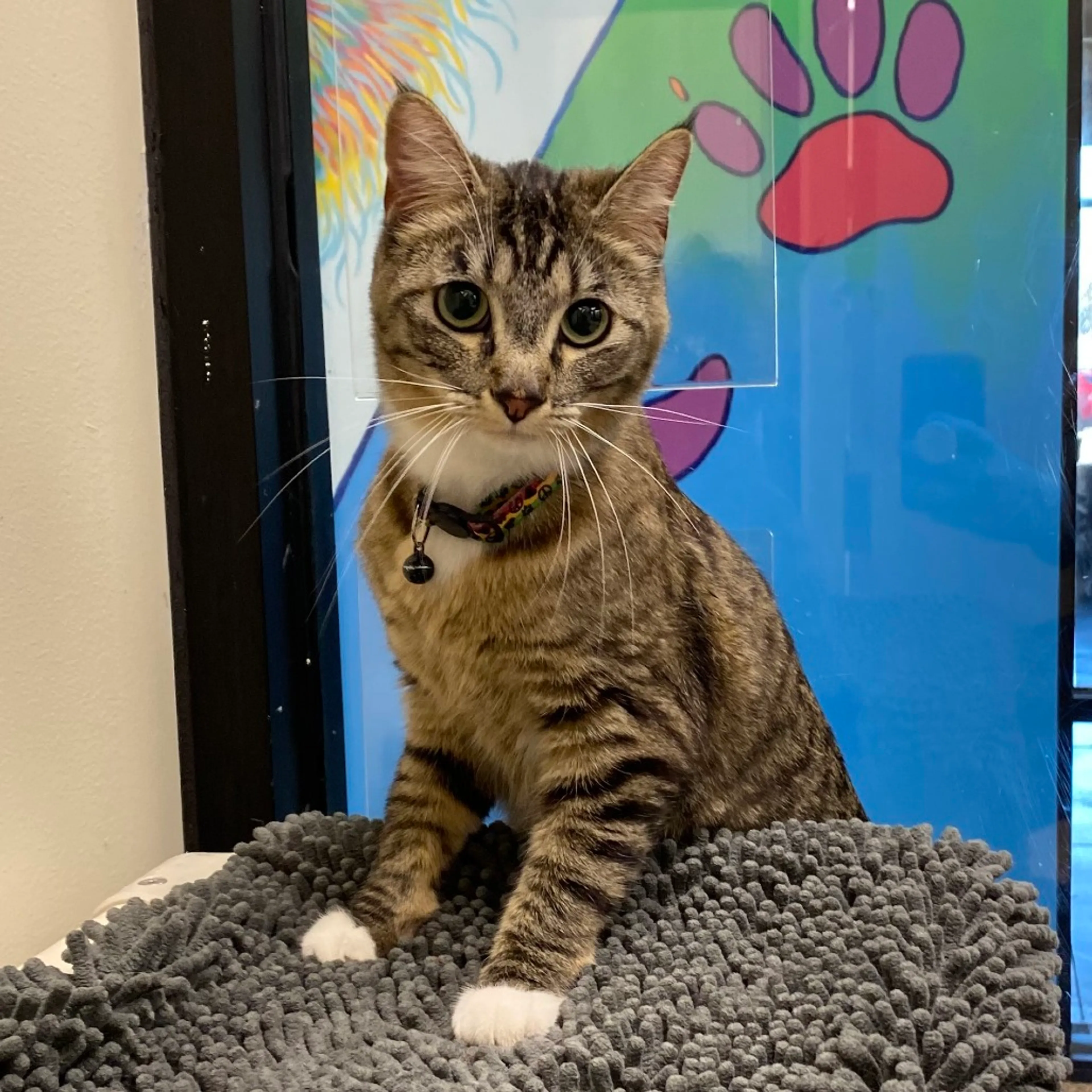 Found pet-1