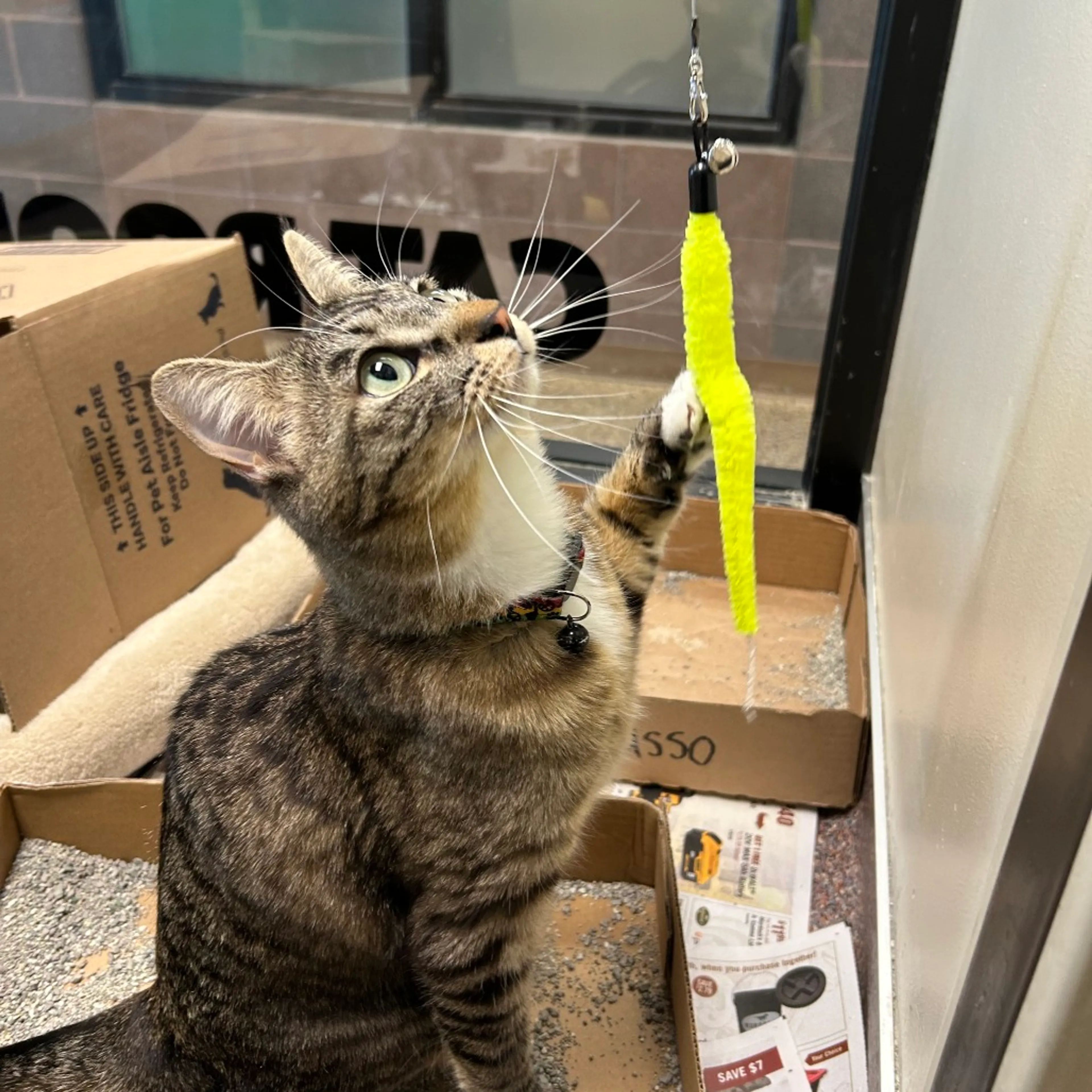 Found pet-3