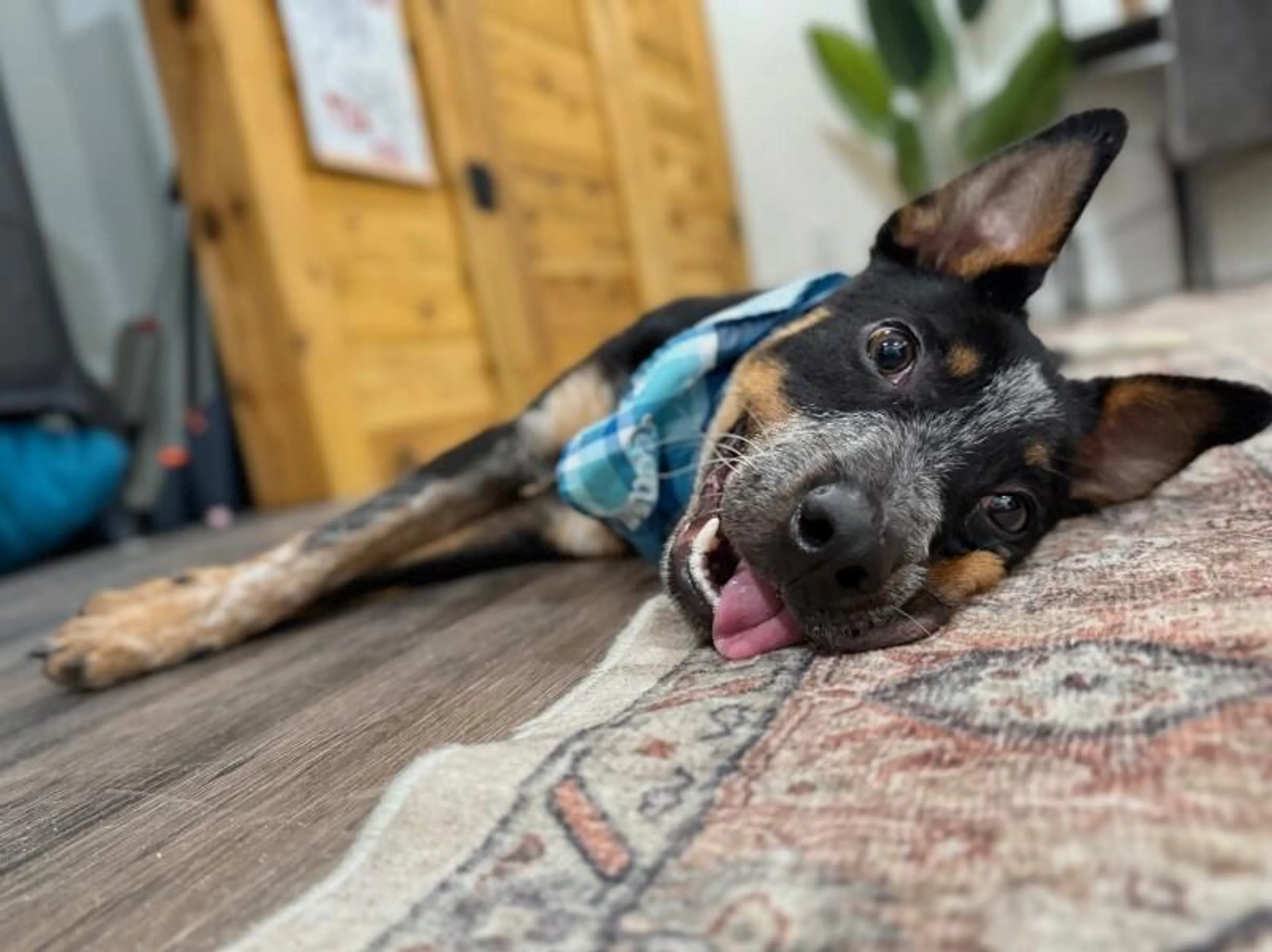 Found pet-2