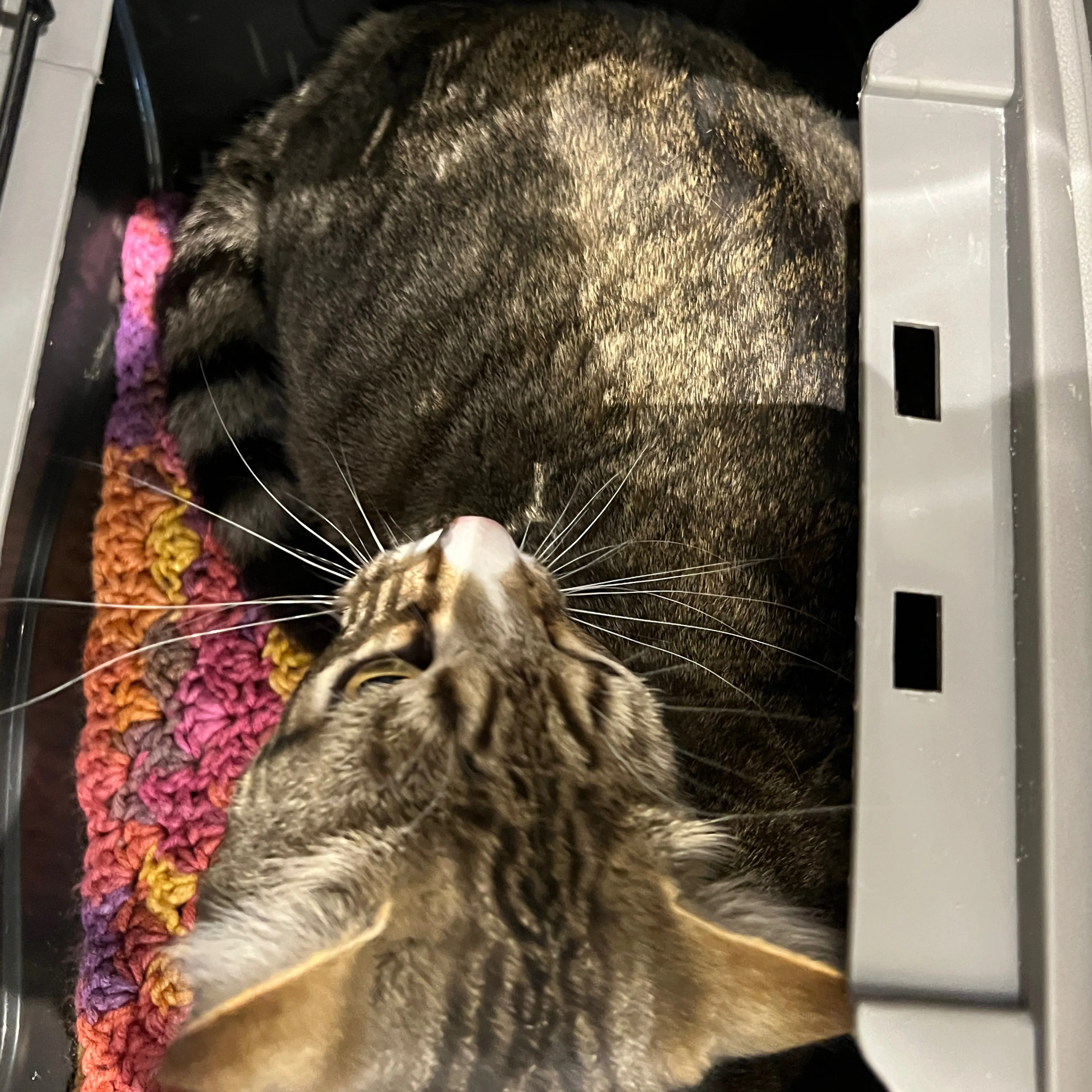 Found pet-1