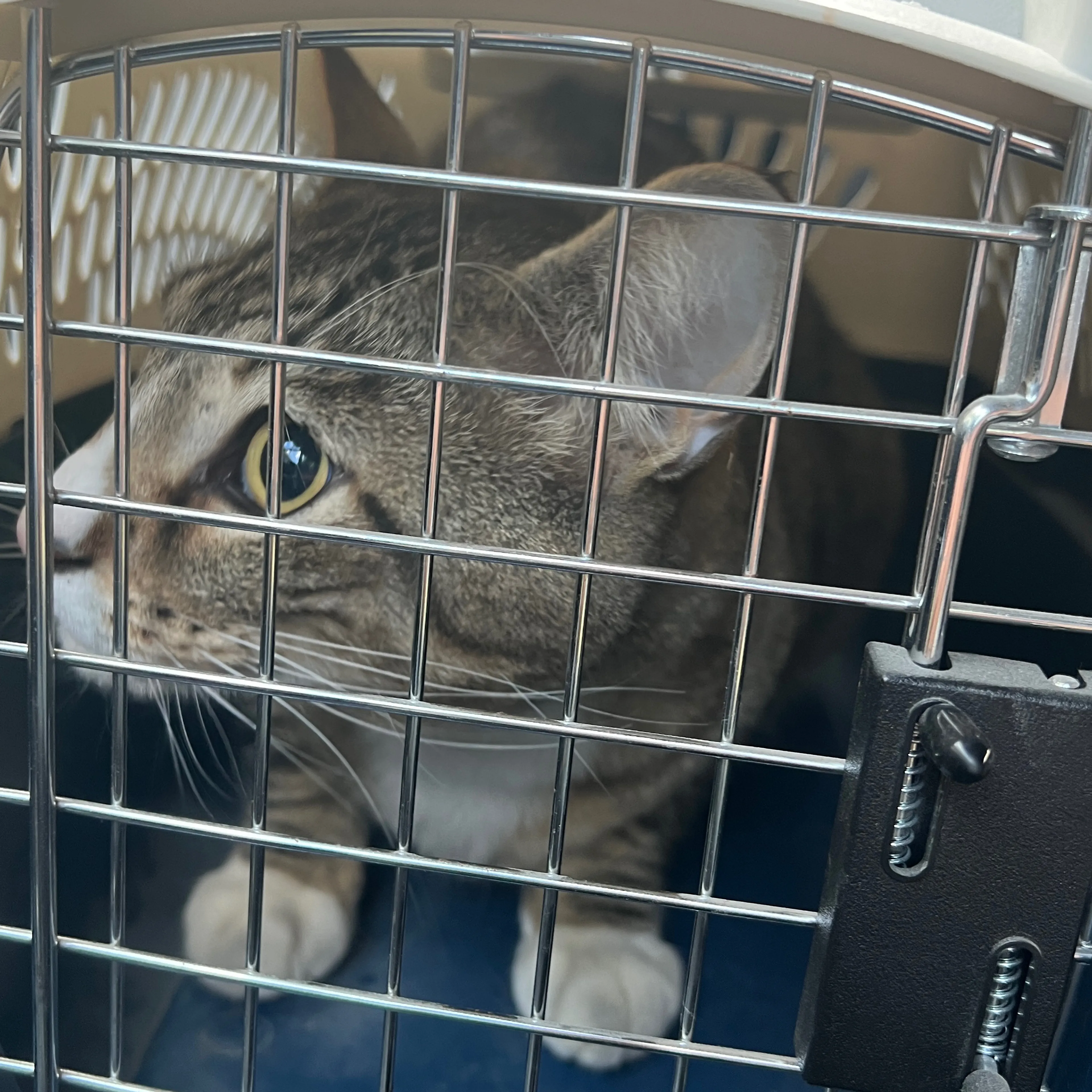 Found pet-2