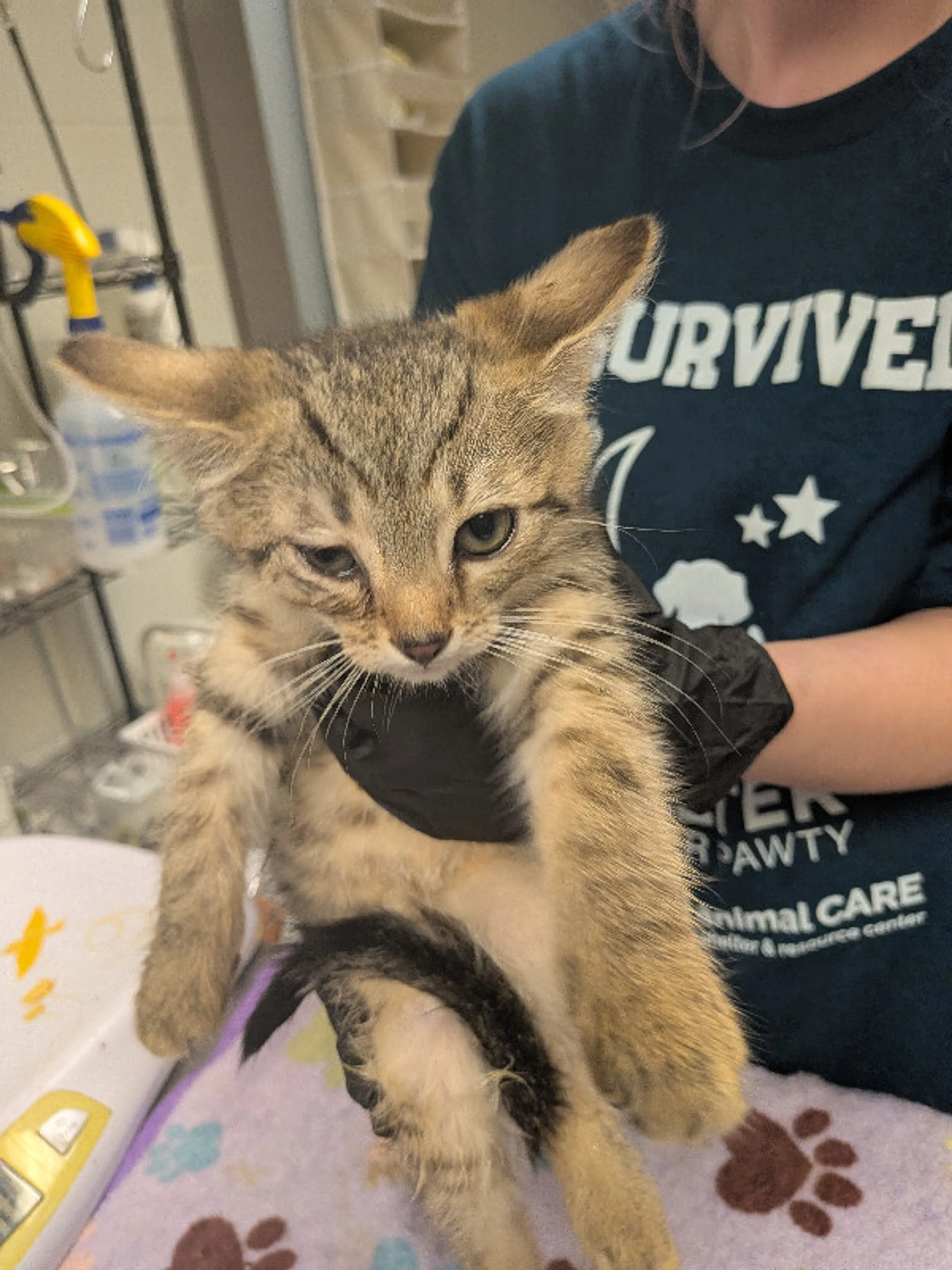 Found pet