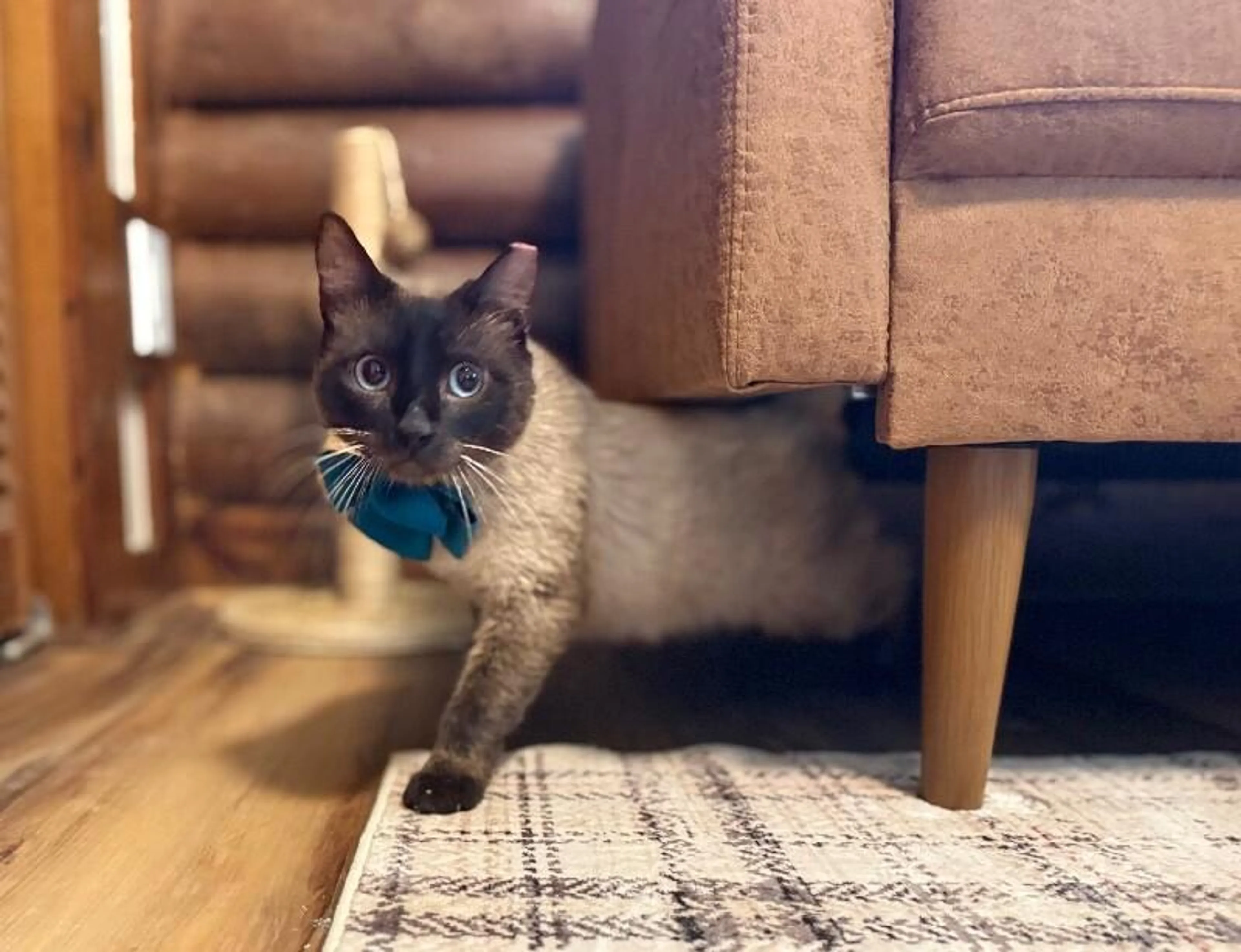 Found pet-2