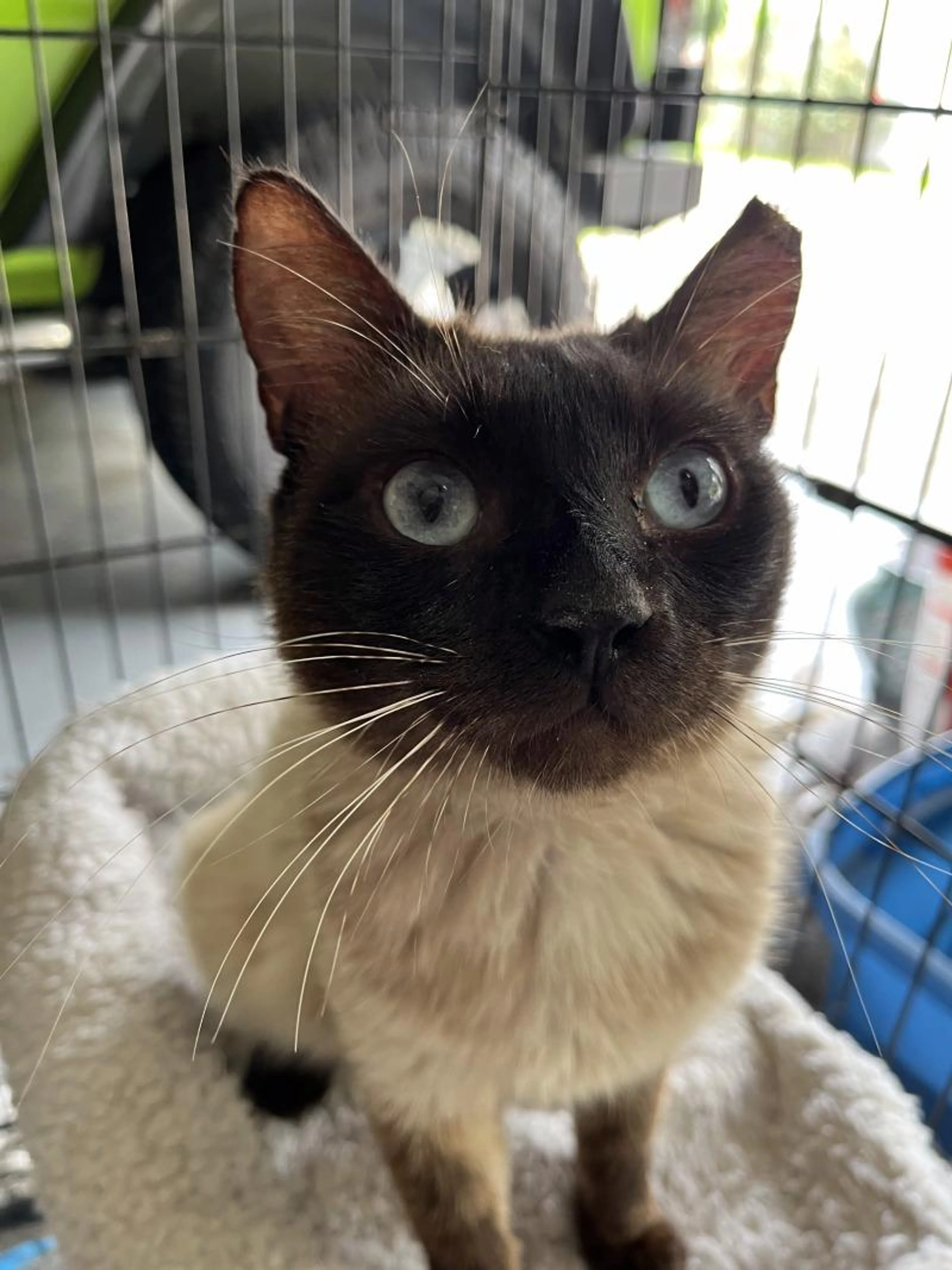 Found pet-1