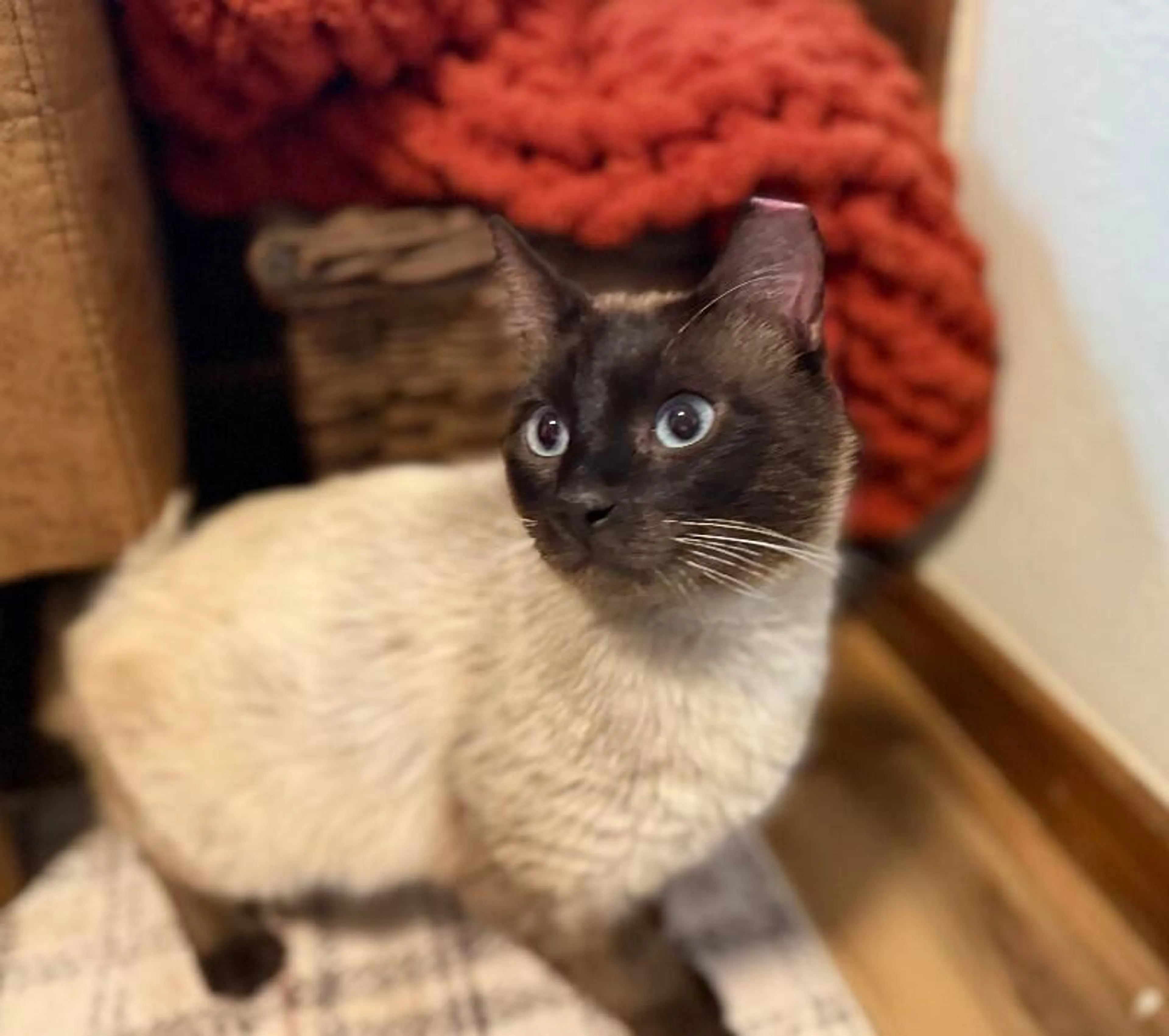 Found pet-3
