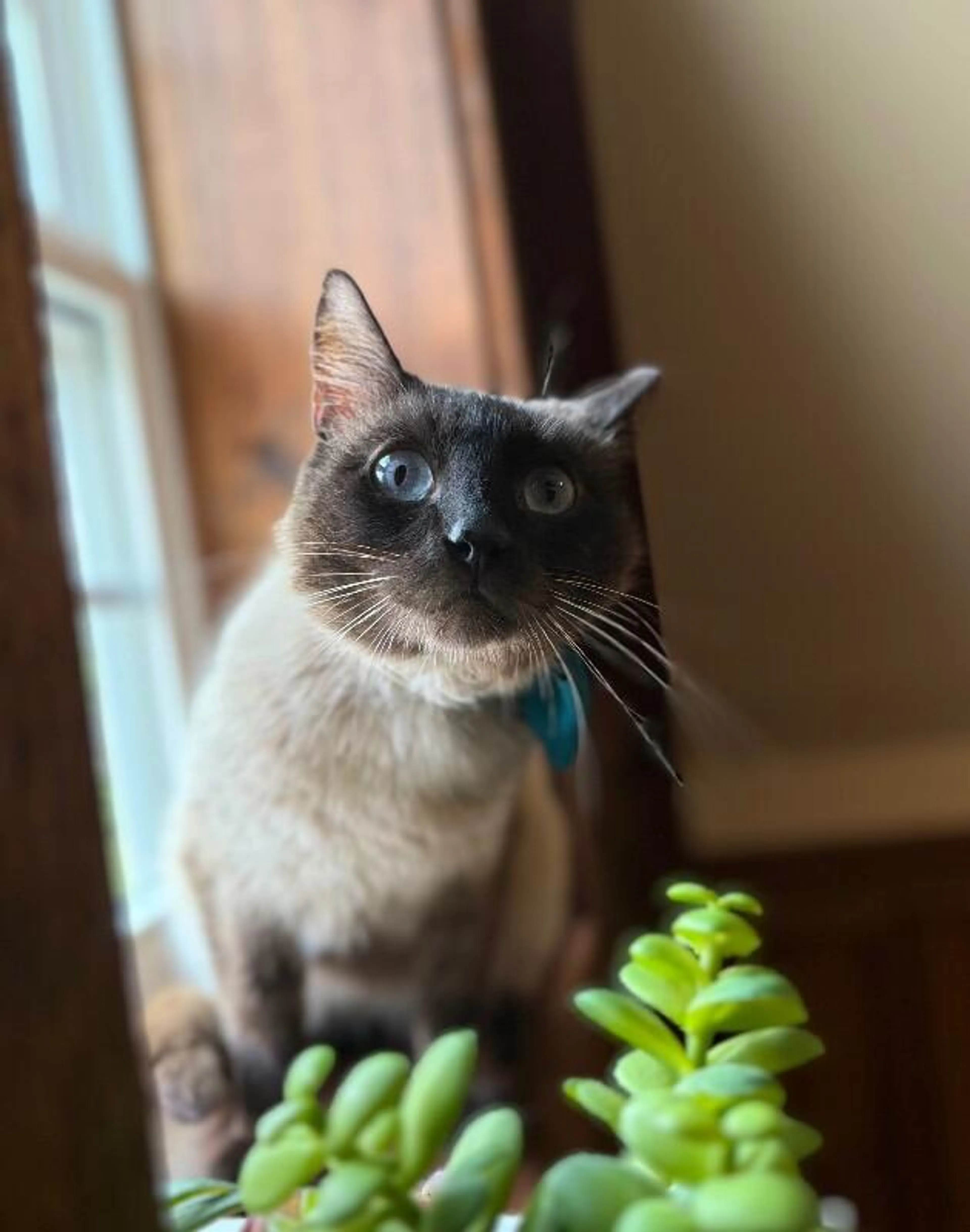 Found pet-4