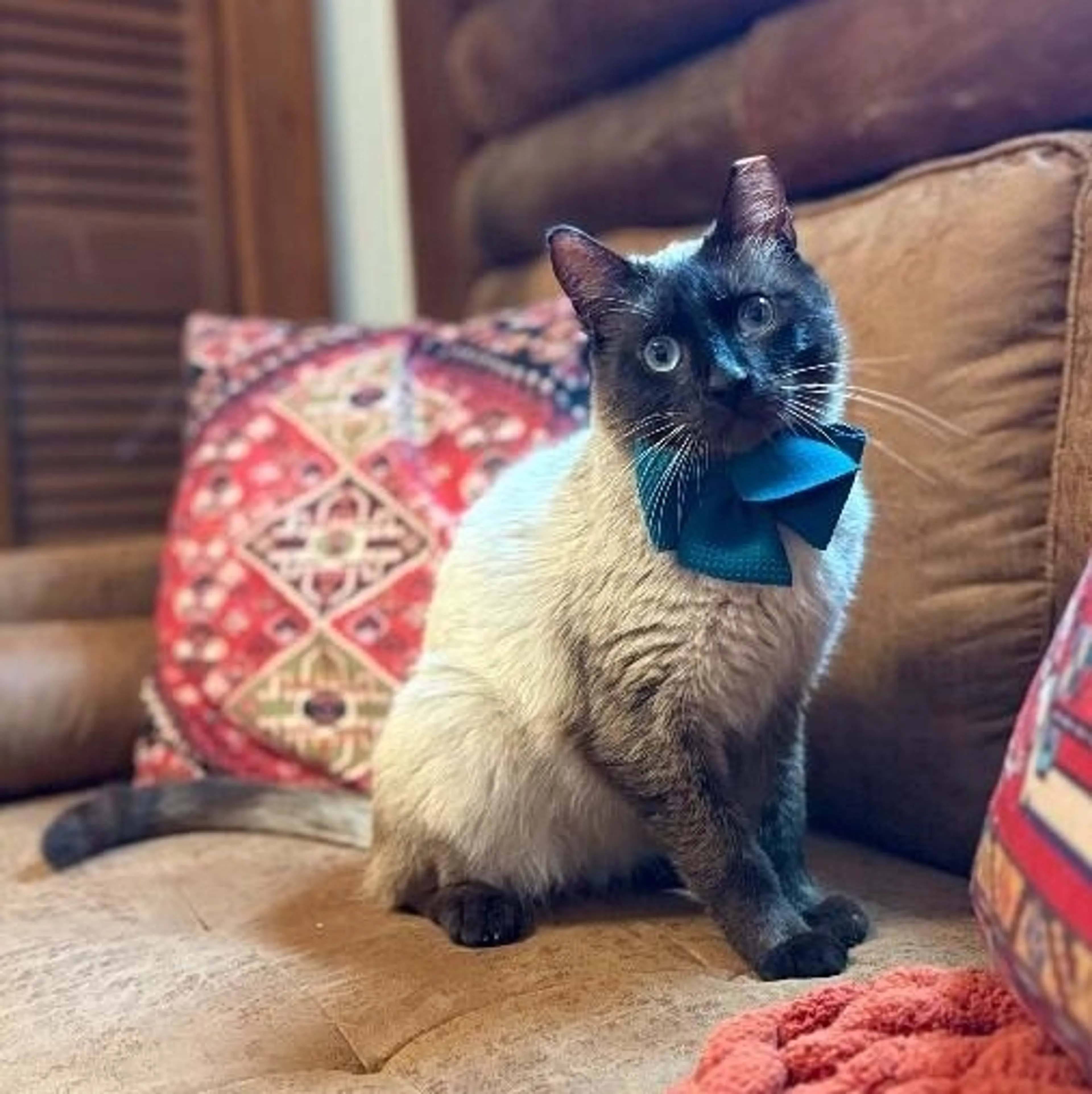 Found pet-0