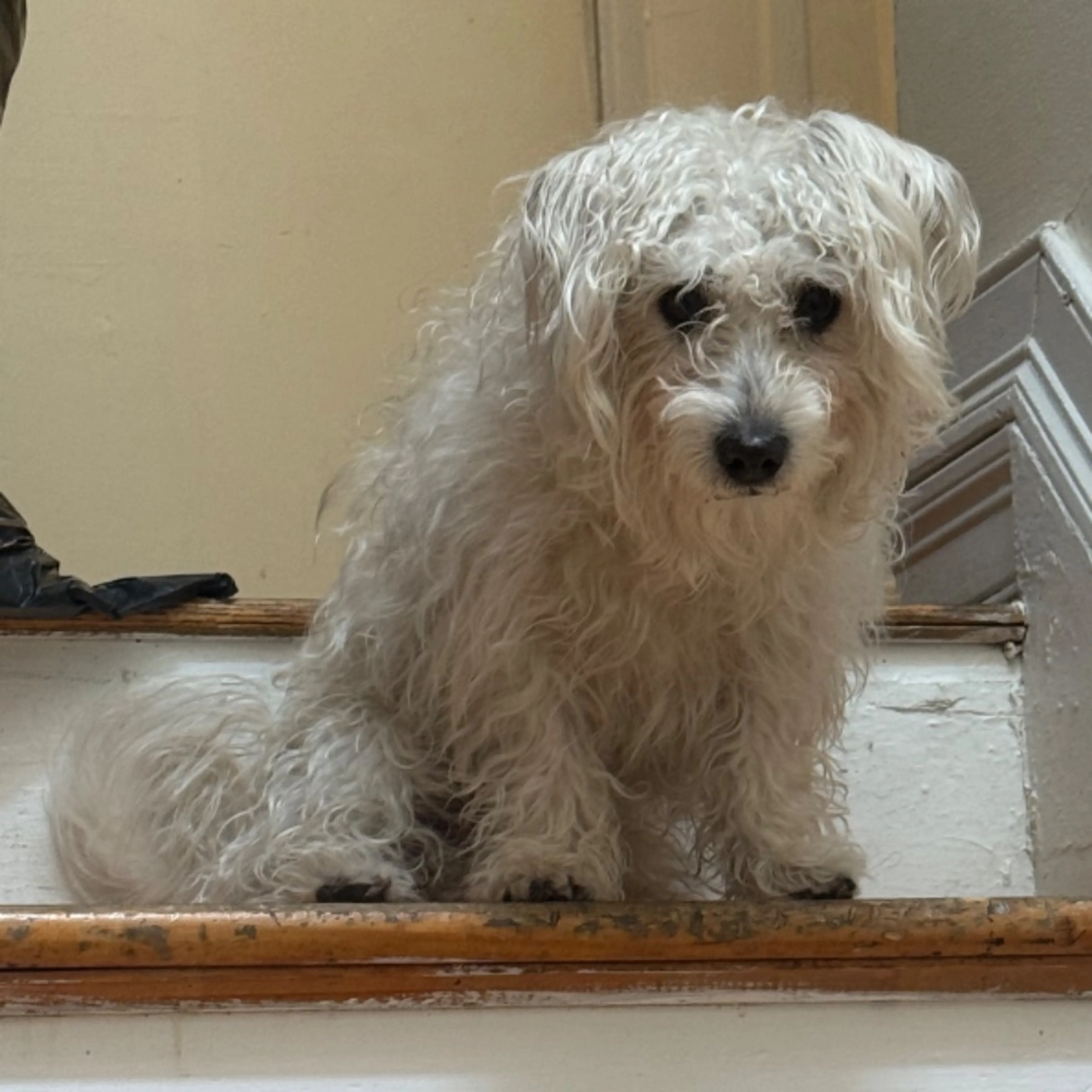 Lost pet-0